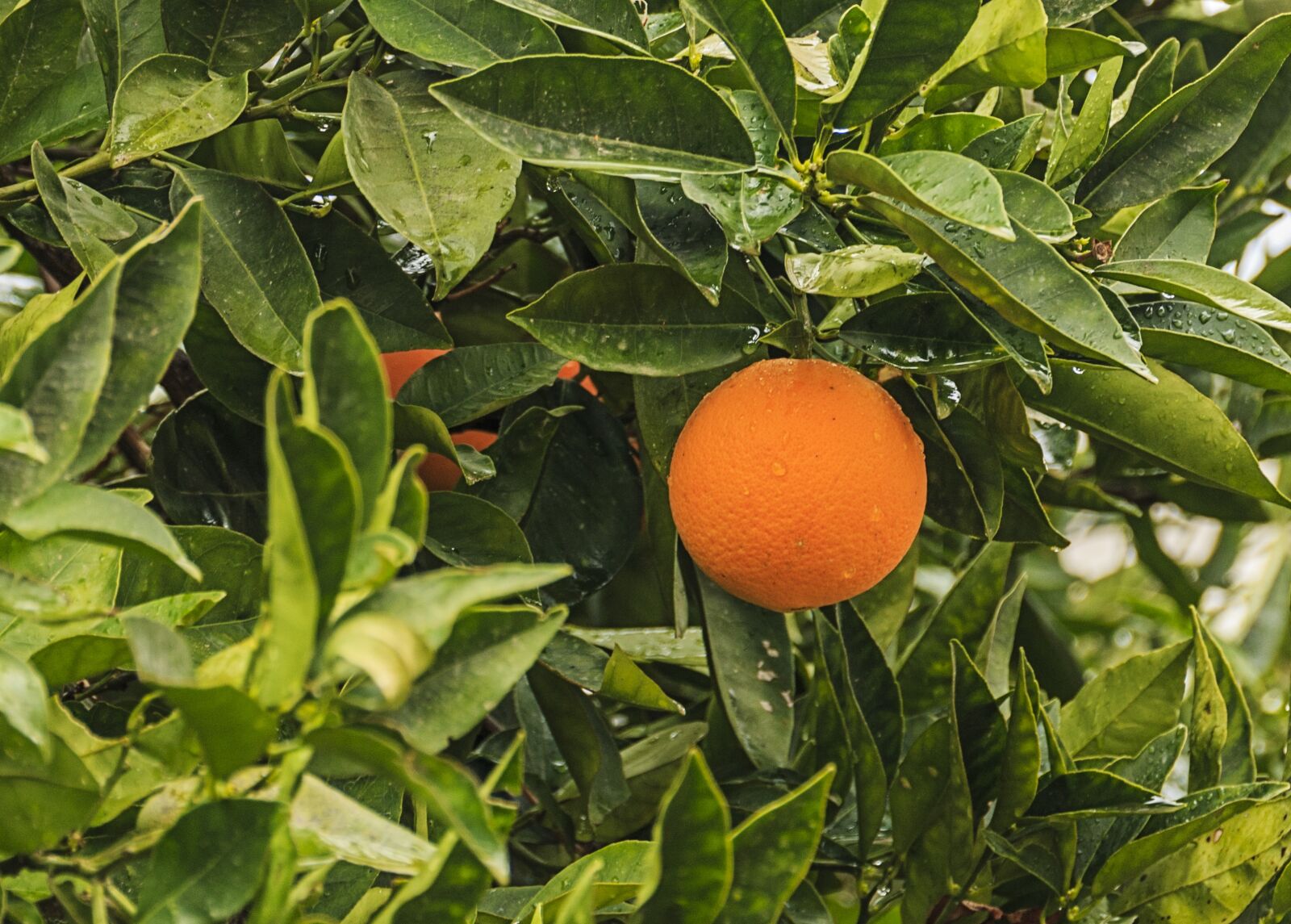 Canon EOS 70D sample photo. Crete, greece, fruit photography