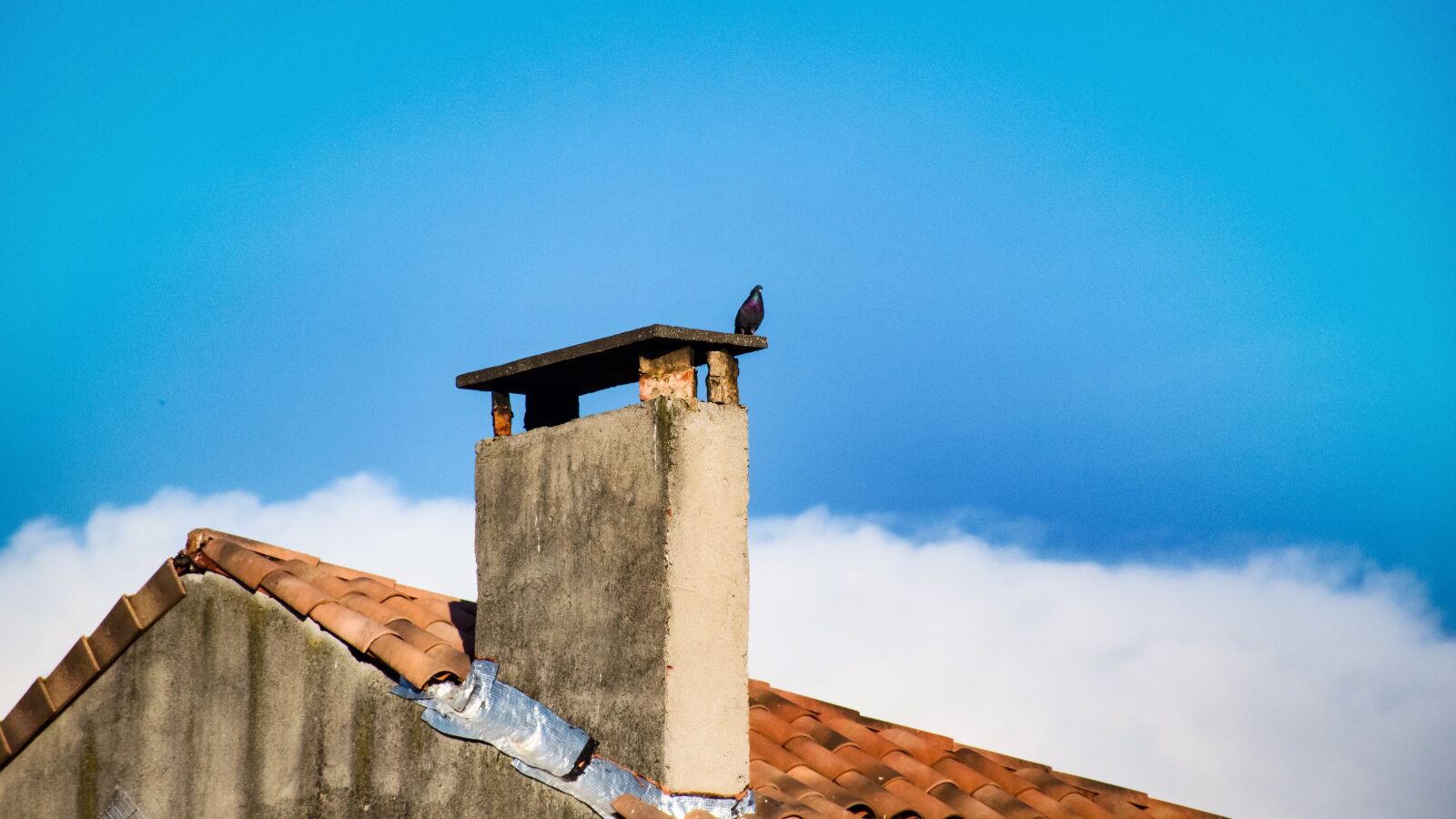 Nikon D5600 sample photo. Manosque, pigeon, chimney stack photography