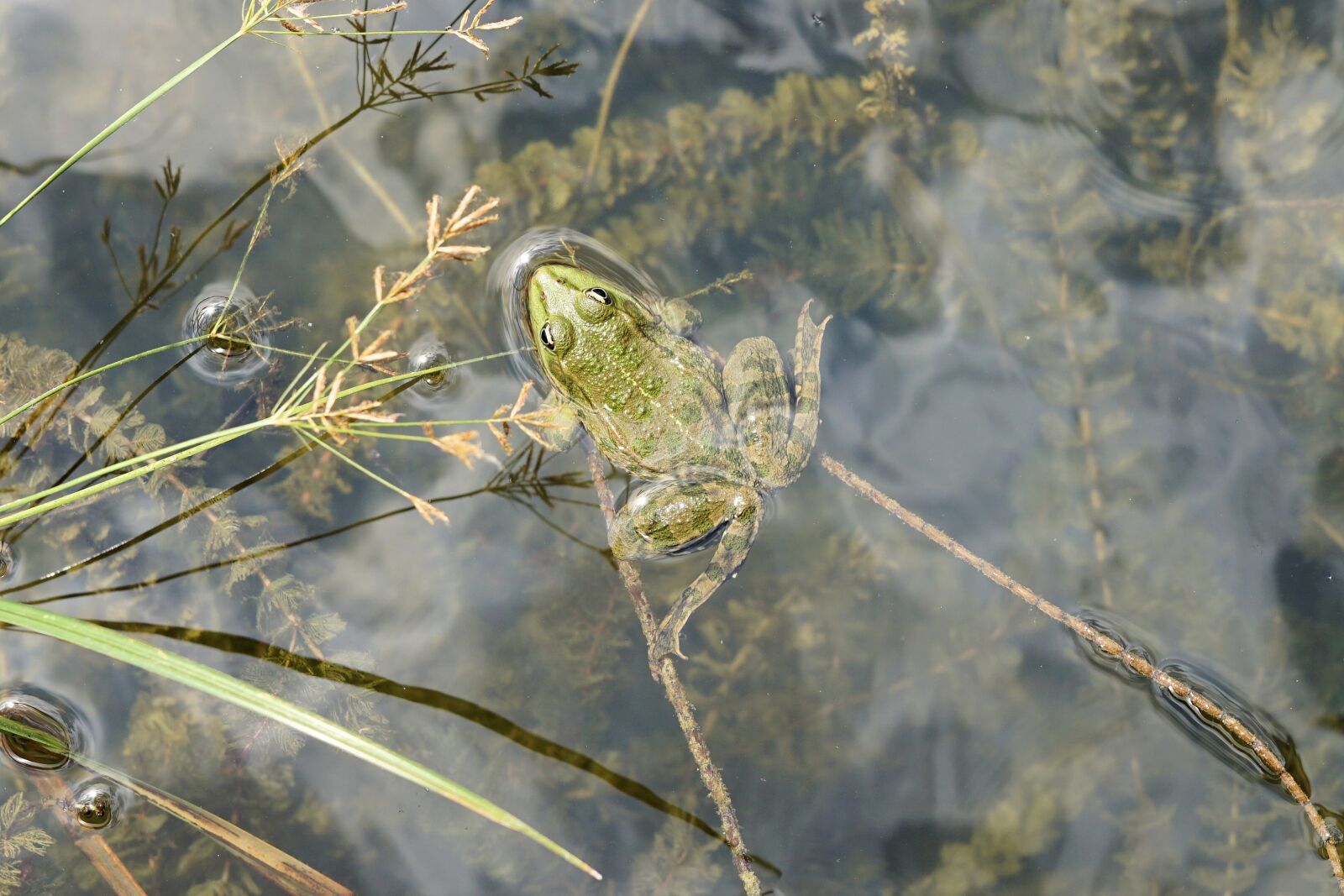 Sony a6000 + E 60mm F2.8 sample photo. Frog, water, pond photography