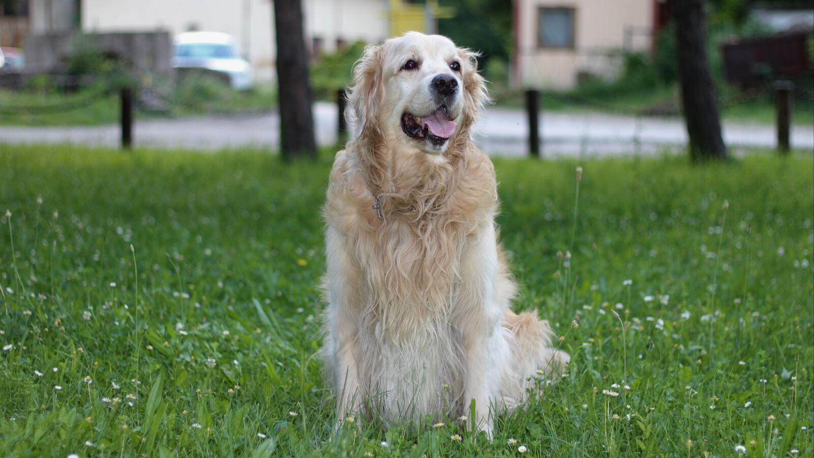 Canon EOS 1200D (EOS Rebel T5 / EOS Kiss X70 / EOS Hi) + Canon EF 50mm F1.8 II sample photo. Dog, retriever, golden photography