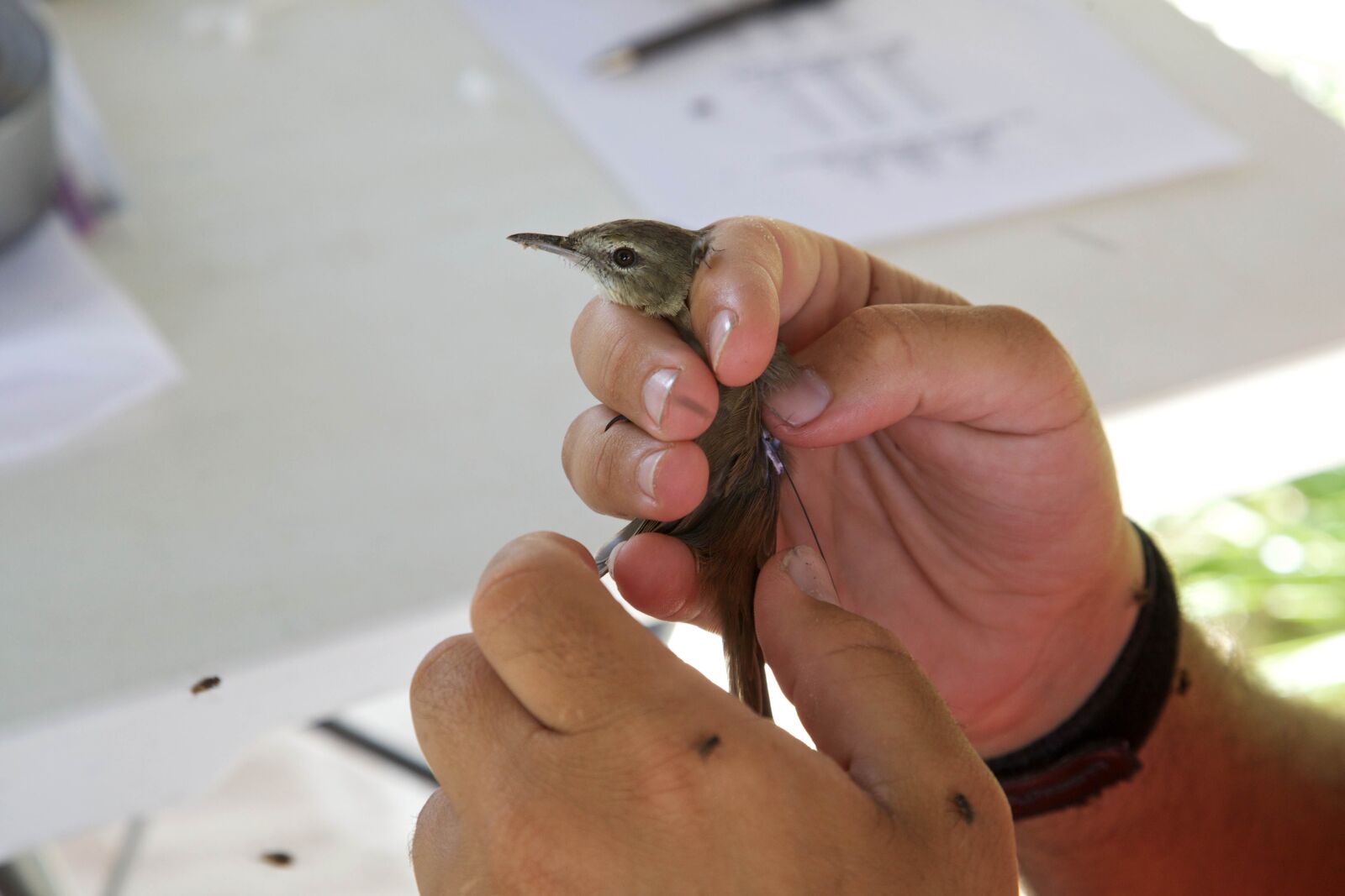 Canon EOS 5D Mark II sample photo. Small, bird, hands, human photography