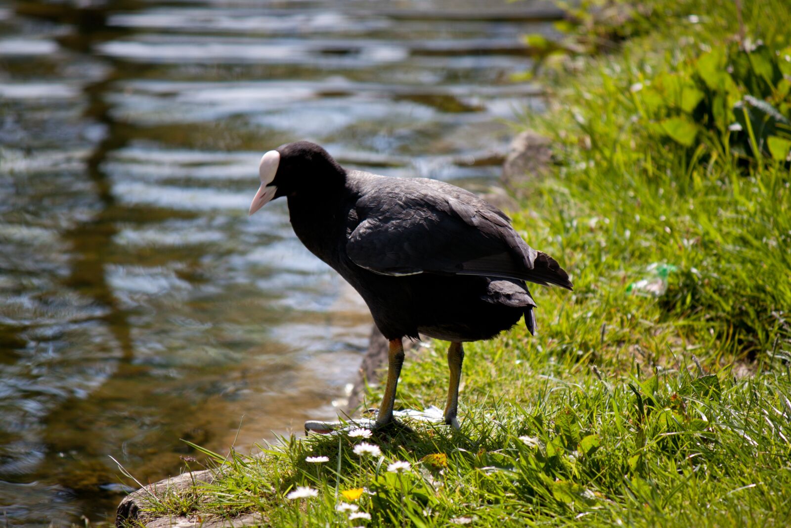 Canon EOS 500D (EOS Rebel T1i / EOS Kiss X3) sample photo. Water bird, bird, nature photography