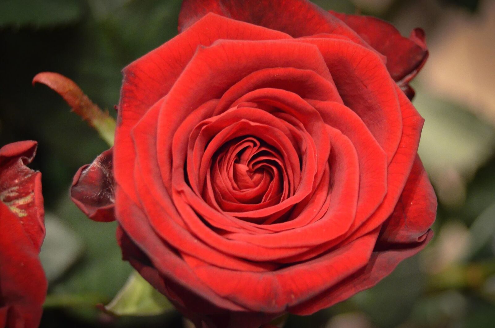 Nikon D5100 sample photo. Rose, flower, plant, blossom photography