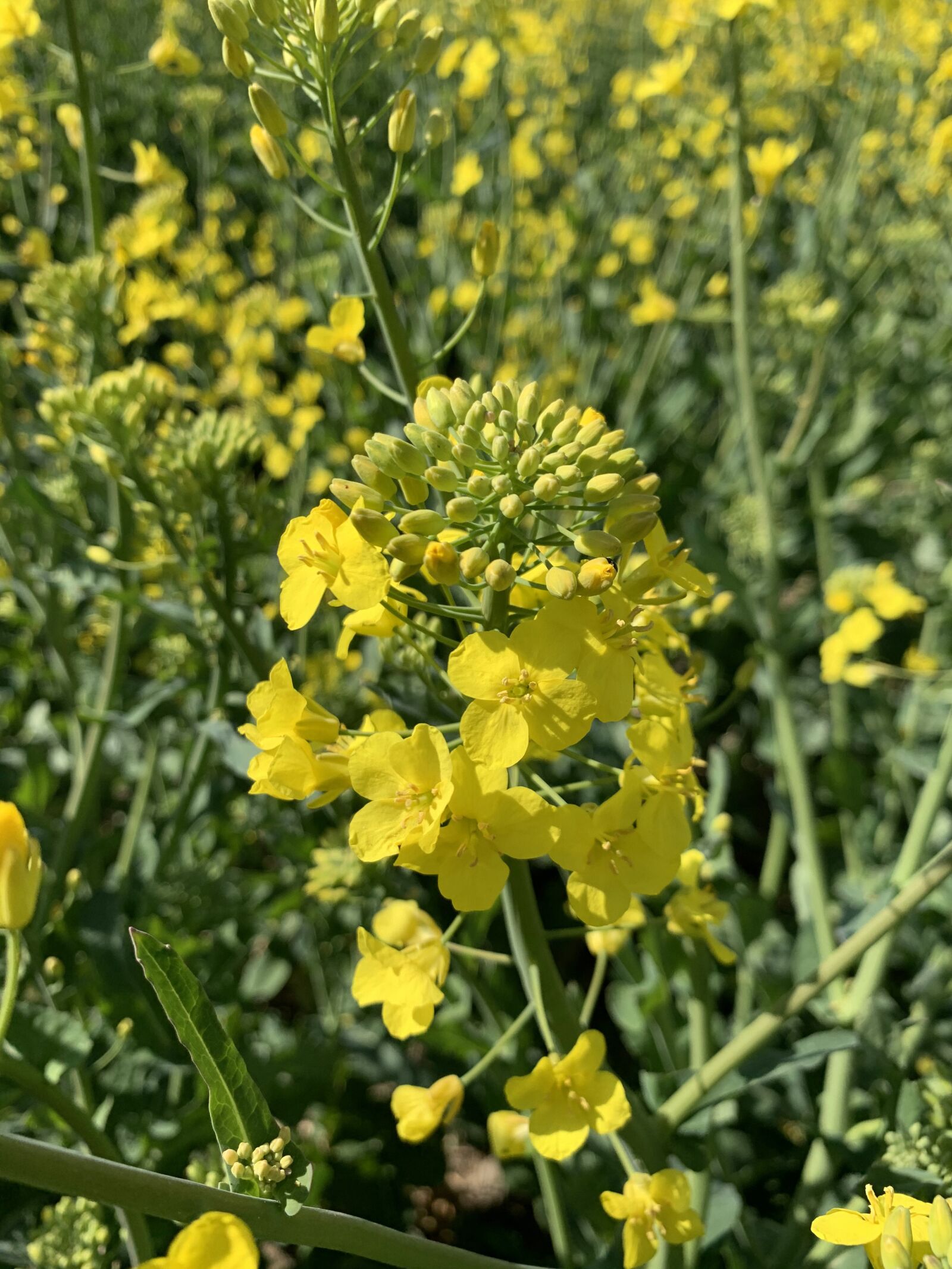 iPhone XS back dual camera 4.25mm f/1.8 sample photo. Oilseed rape, money, blossom photography
