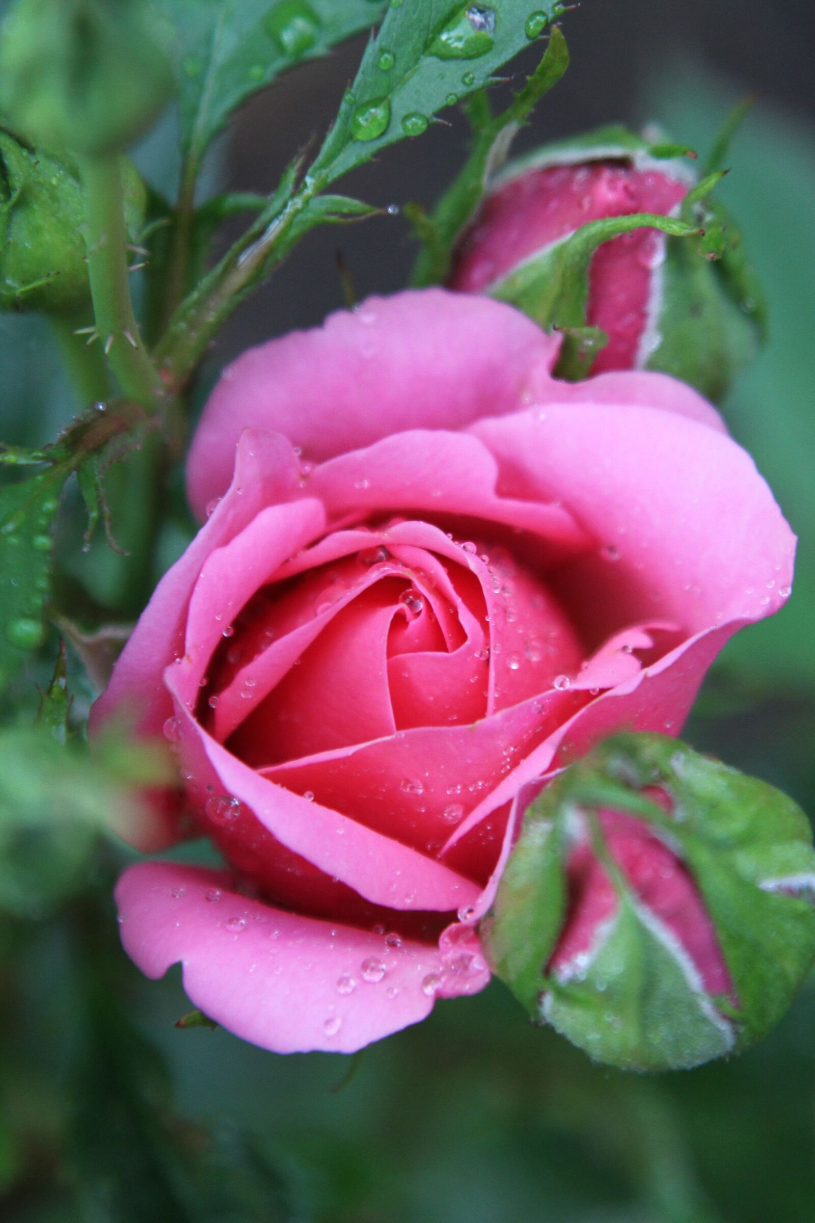 Canon EOS 7D sample photo. Flower, nature, flora photography