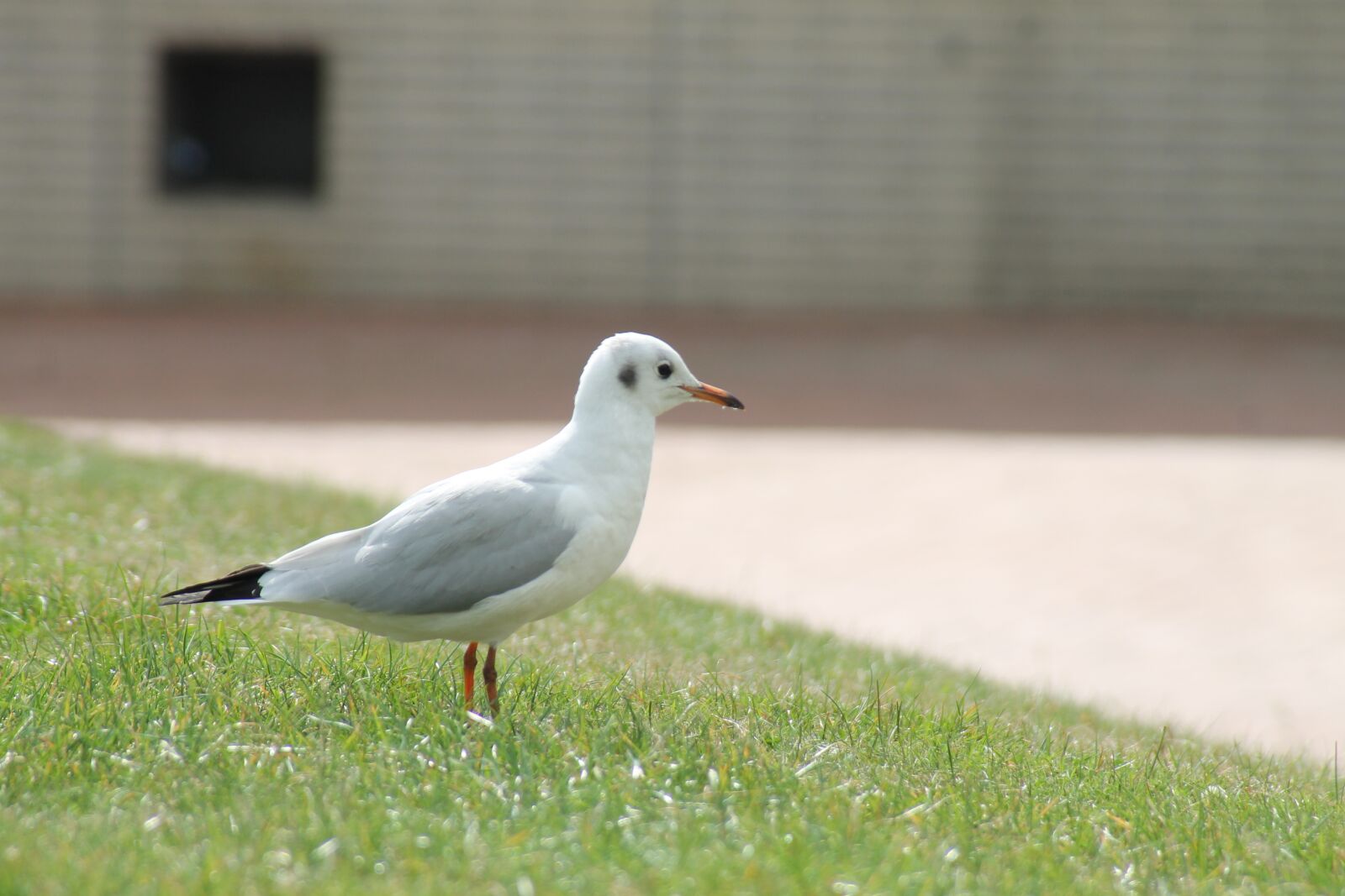 Canon EOS 1100D (EOS Rebel T3 / EOS Kiss X50) sample photo. Seagull, bird, meadow photography