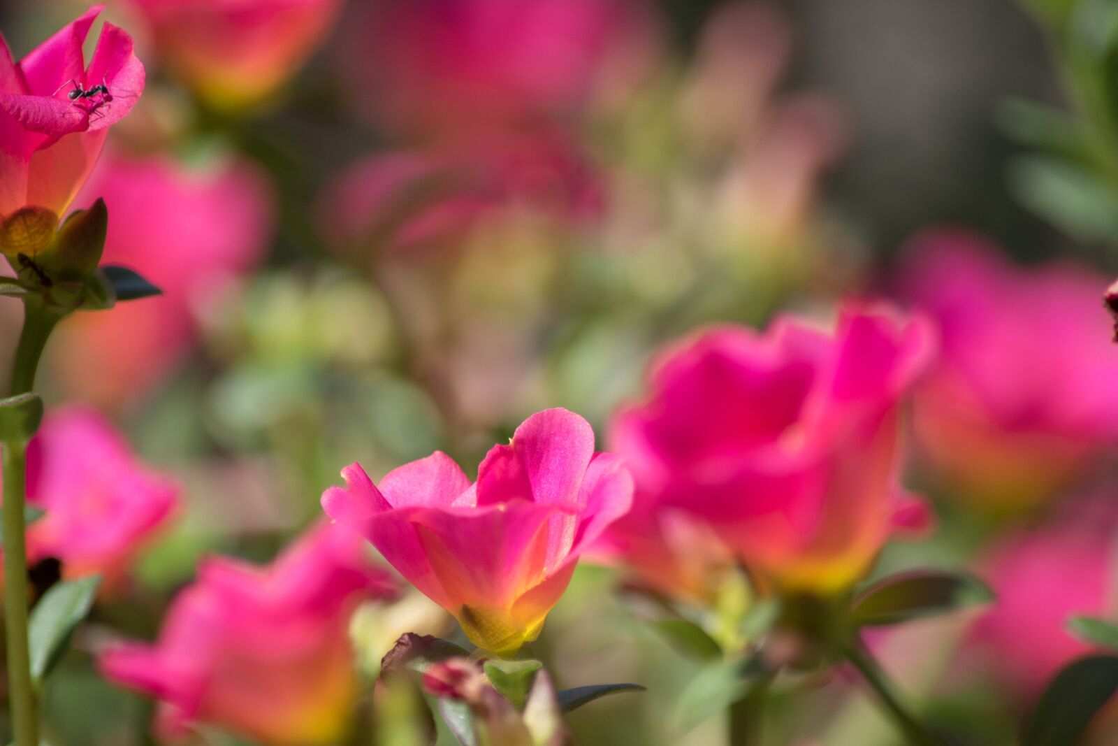 Nikon D5500 sample photo. Flowers, nature, light photography