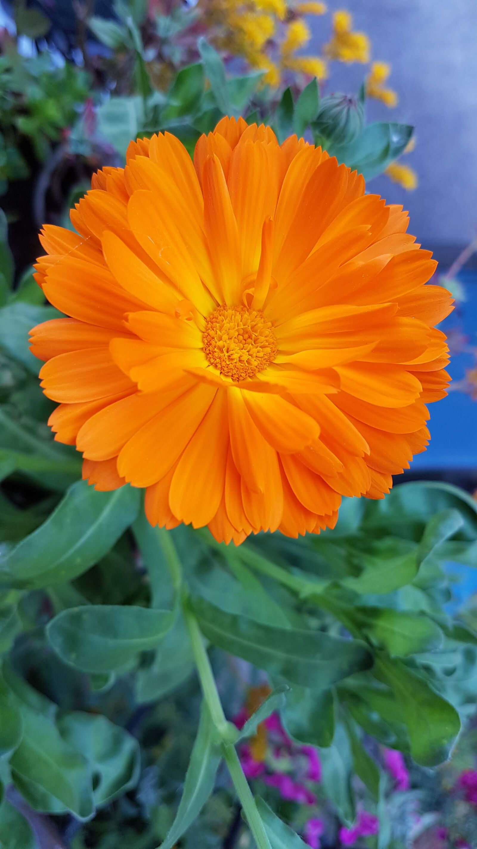 Samsung Galaxy S7 Edge sample photo. Calendula, flower, petals photography