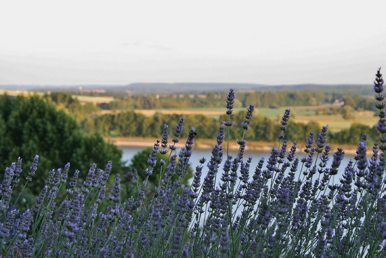 Canon EOS 400D (EOS Digital Rebel XTi / EOS Kiss Digital X) sample photo. Lavender, its, france photography