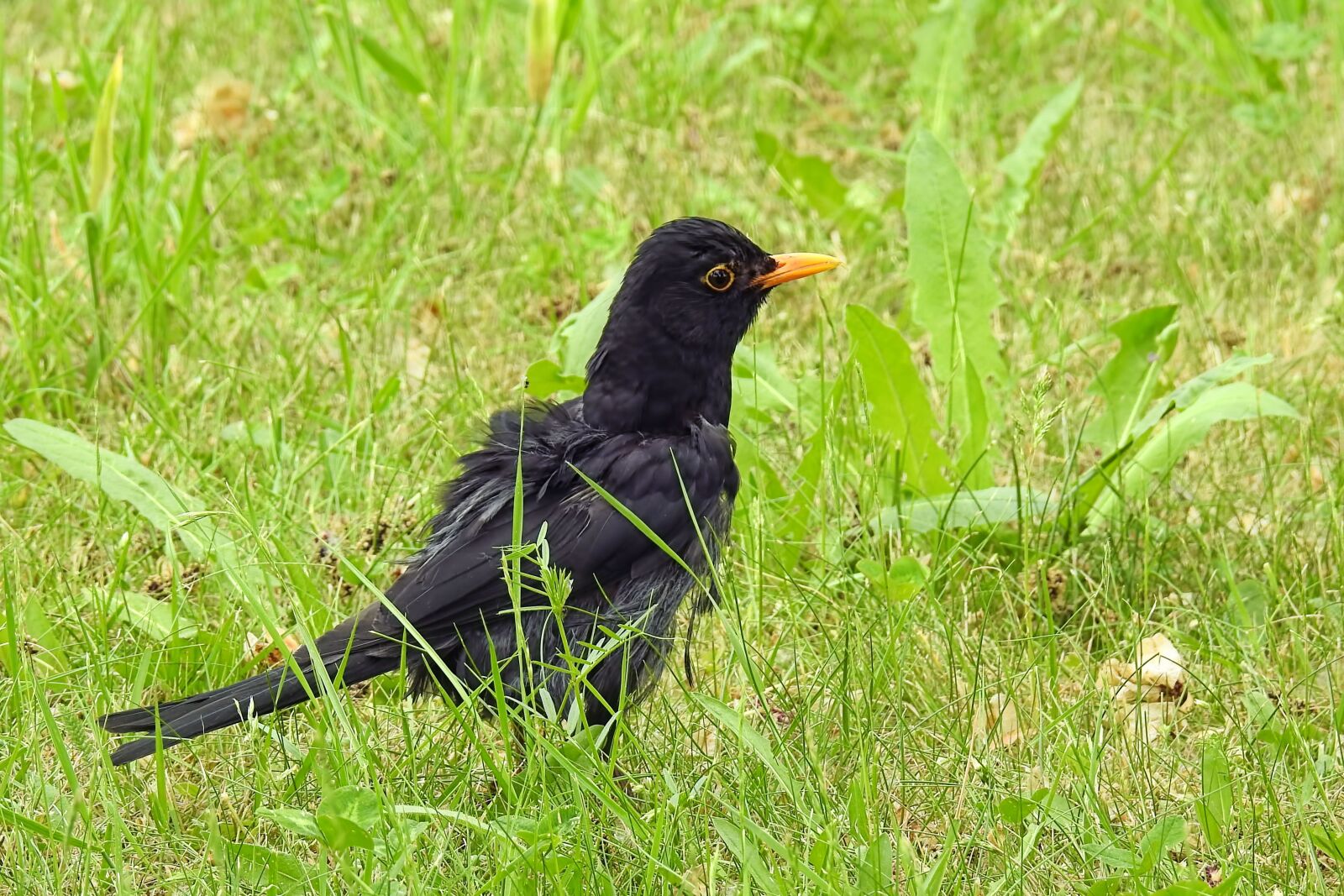 Nikon Coolpix P900 sample photo. Bird, blackbird, young bird photography