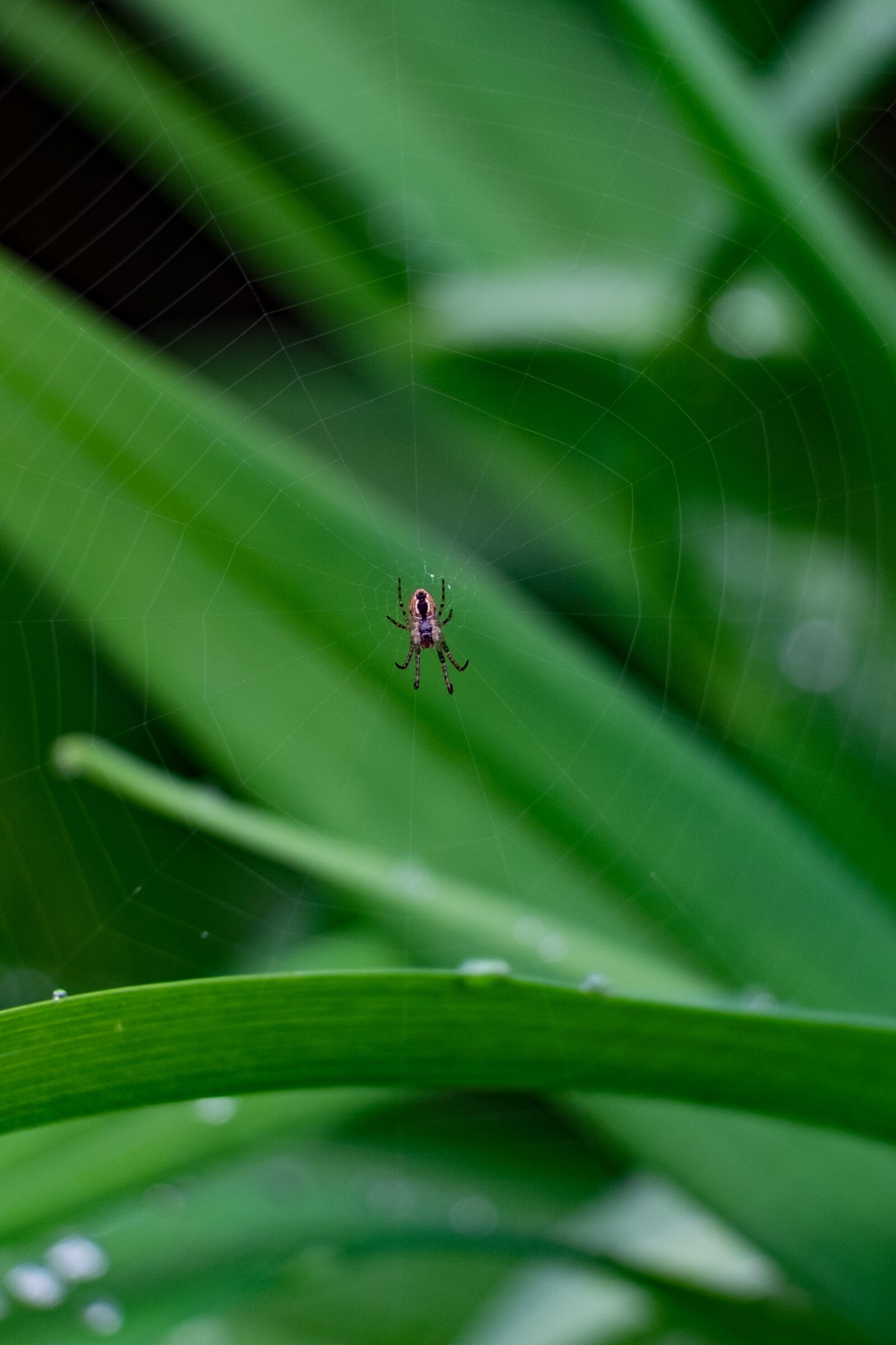 Fujifilm XF 55-200mm F3.5-4.8 R LM OIS sample photo. Spider, hotel, cobweb photography
