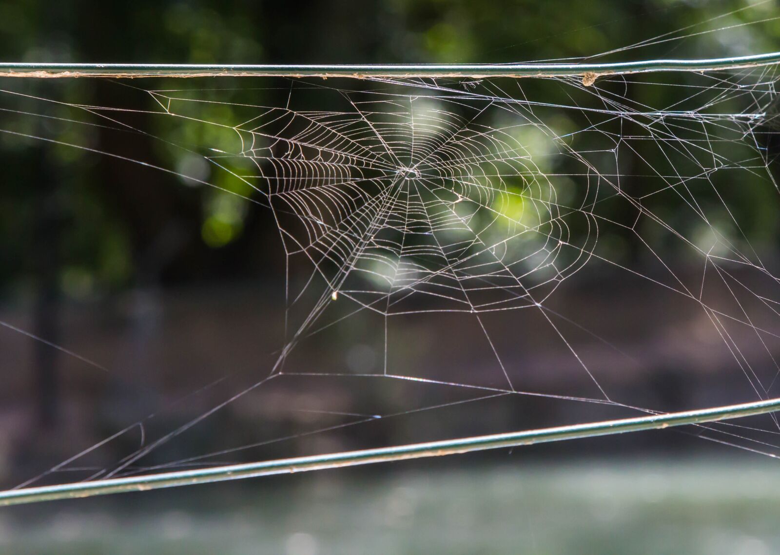 Canon EOS 60D + Canon EF 24-105mm F4L IS USM sample photo. Spider, web, nature photography