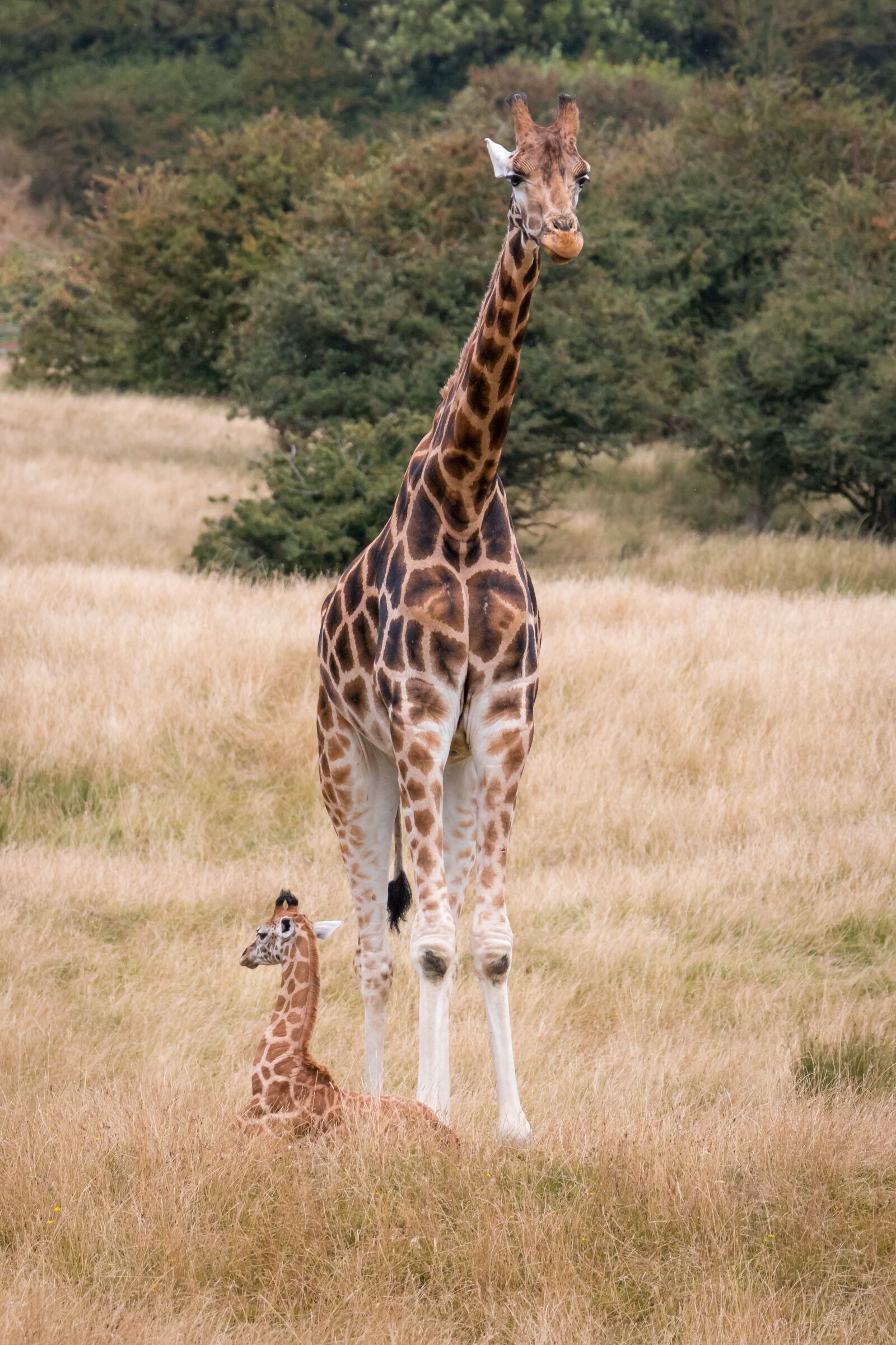 Canon EOS 70D sample photo. Giraffe, animal, park photography