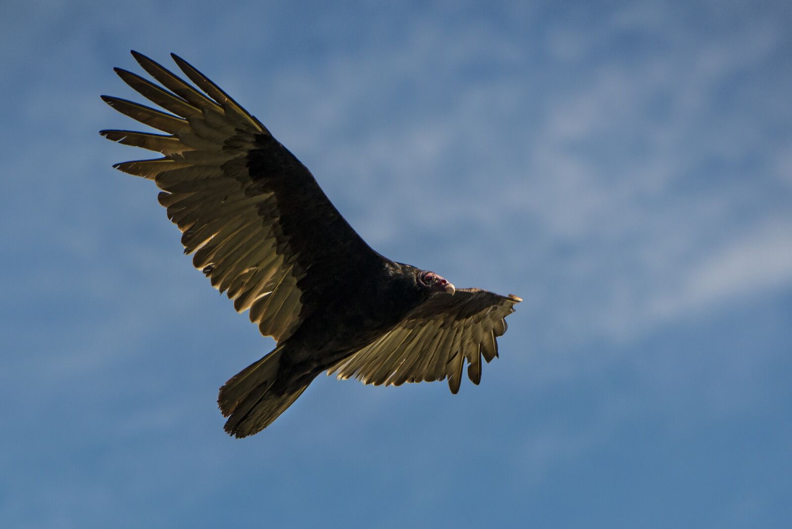 Nikon D800 sample photo. Turkey vulture, bird, florida photography