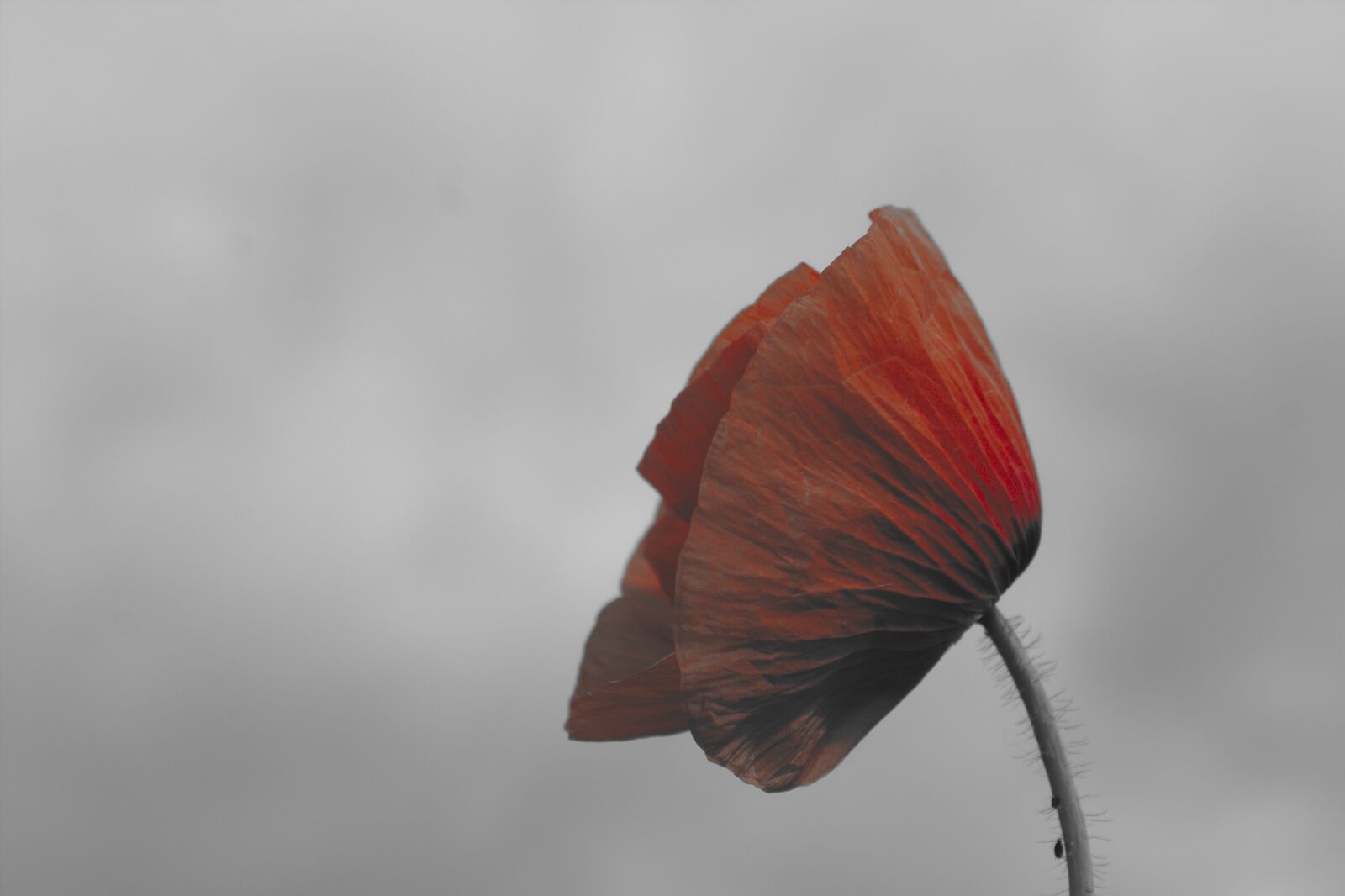 Canon EOS 600D (Rebel EOS T3i / EOS Kiss X5) sample photo. Poppy, red, blossom photography