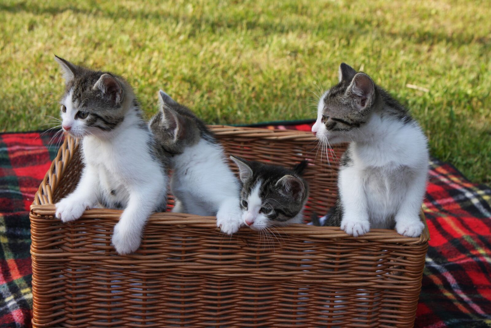 Canon EOS 40D sample photo. Cat, cute, pet photography