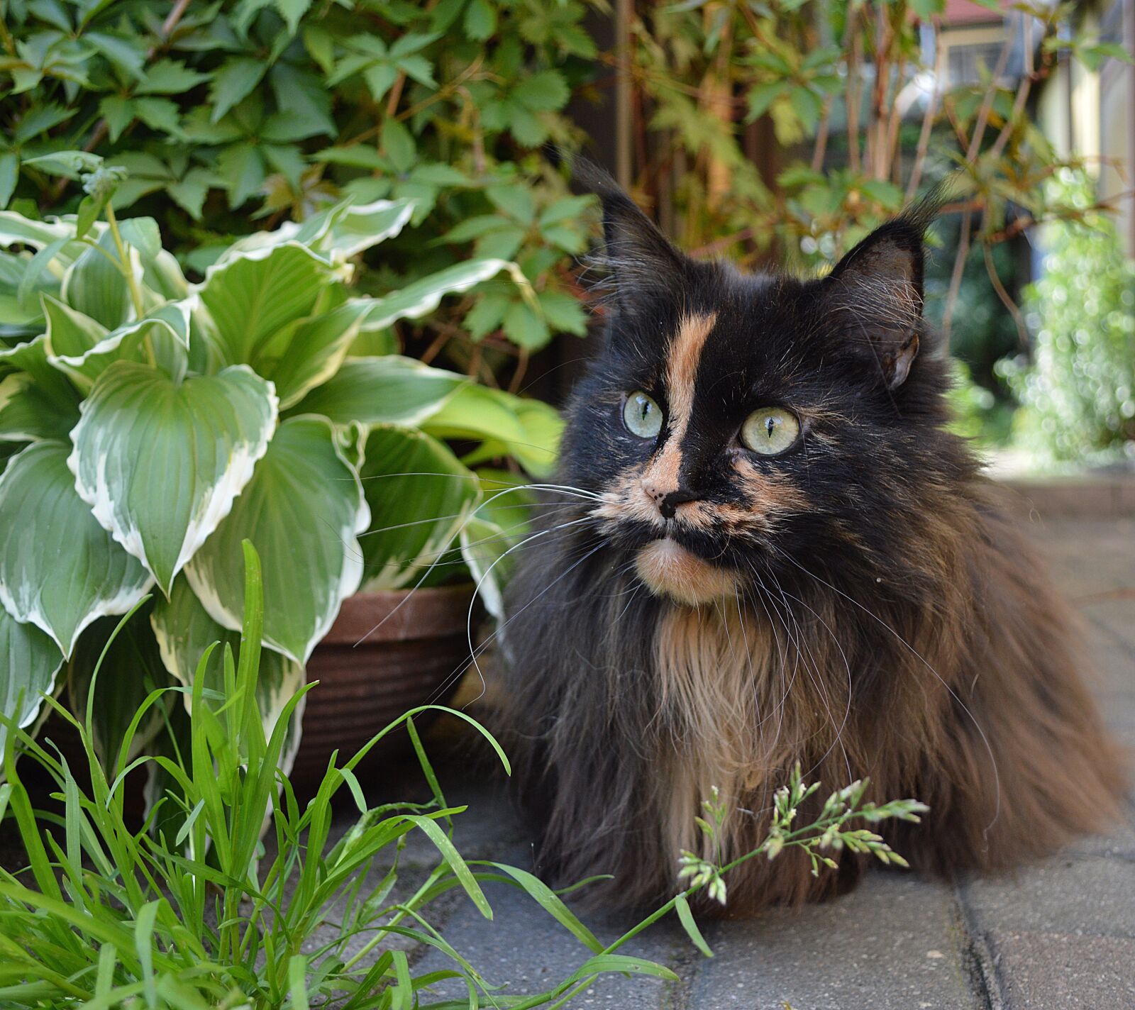 Nikon D3200 sample photo. Ragdoll, cat, kittens photography
