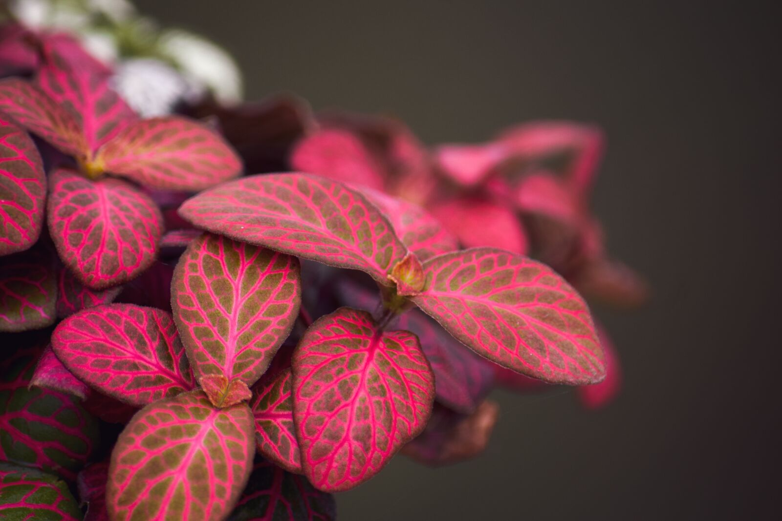 Nikon D5300 sample photo. Fittonia, colour, leaf photography