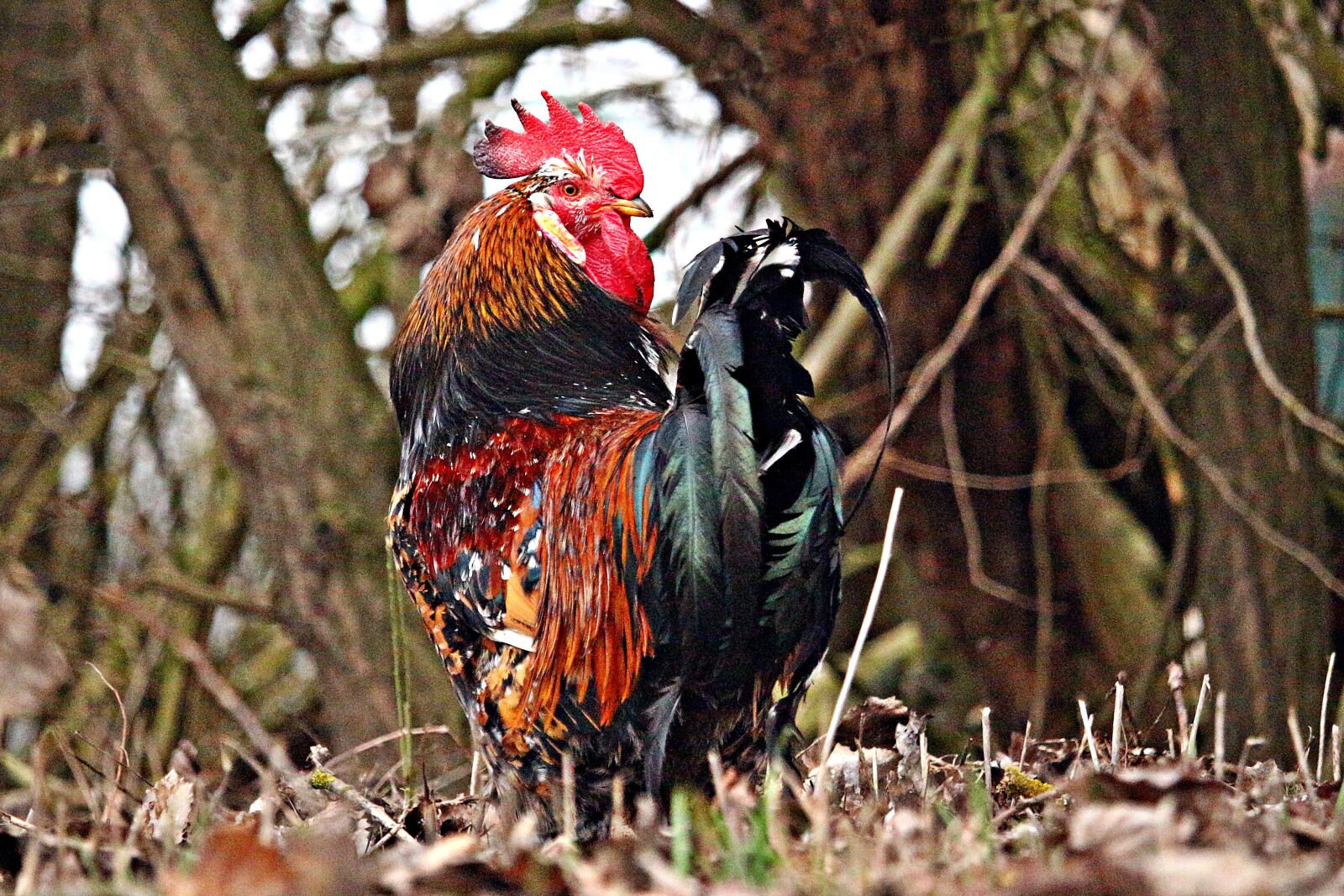 Canon EOS 100D (EOS Rebel SL1 / EOS Kiss X7) sample photo. Hahn, bird, poultry photography