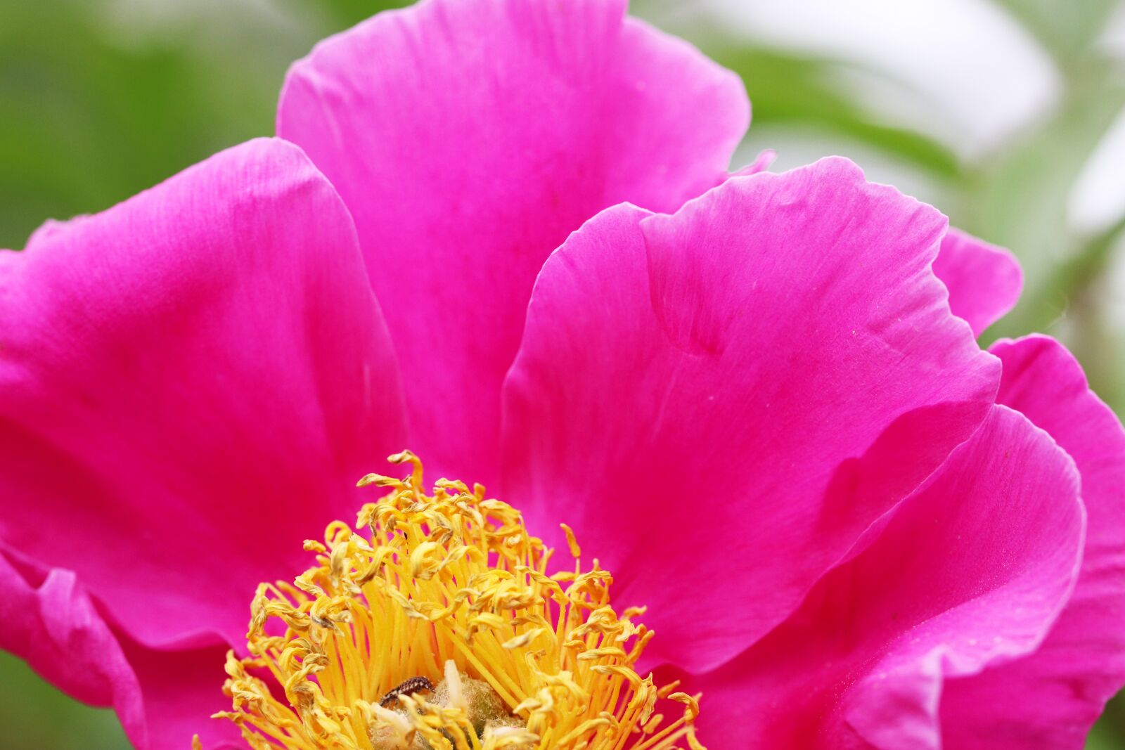 Canon EOS 800D (EOS Rebel T7i / EOS Kiss X9i) + Tamron SP 90mm F2.8 Di VC USD 1:1 Macro sample photo. Peonies, peony flowers, flowers photography