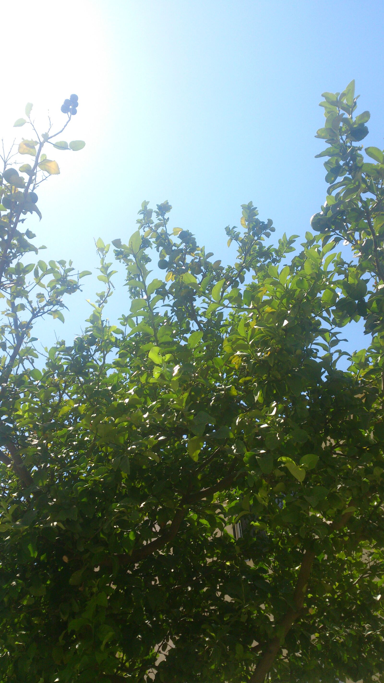 Sony Ericsson LT26i sample photo. Sky, forest, nature photography