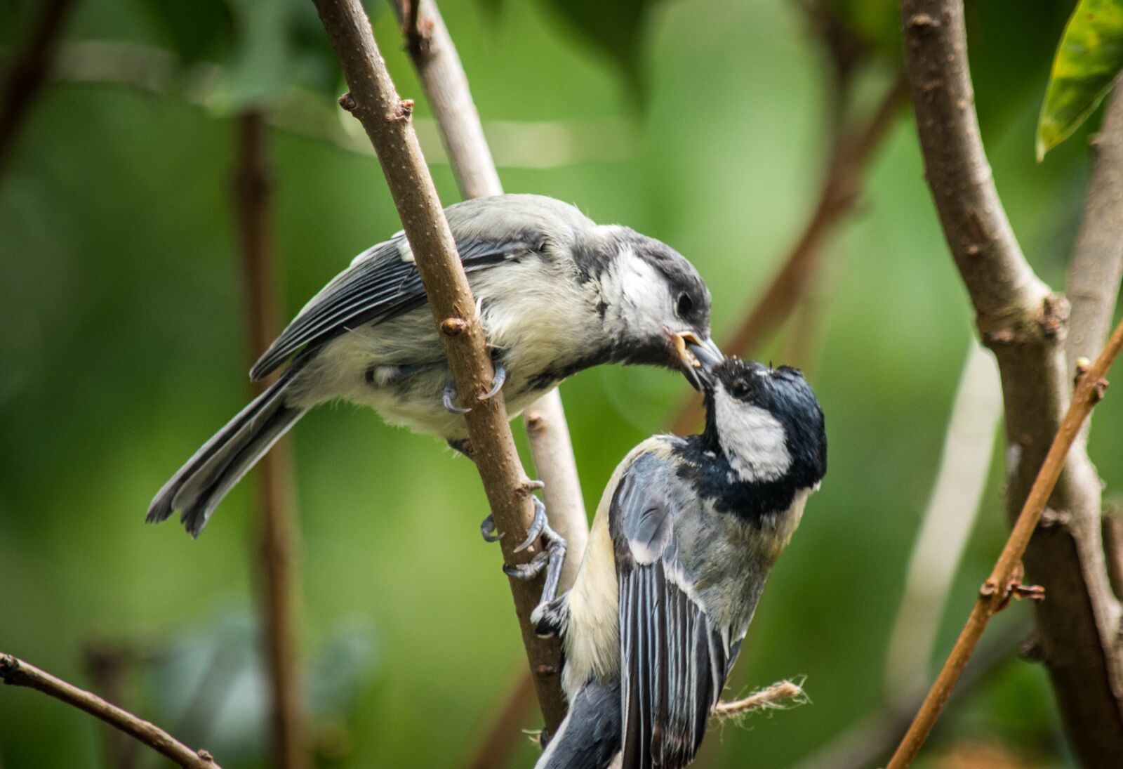 Nikon D5600 sample photo. Nature, birds, animal photography