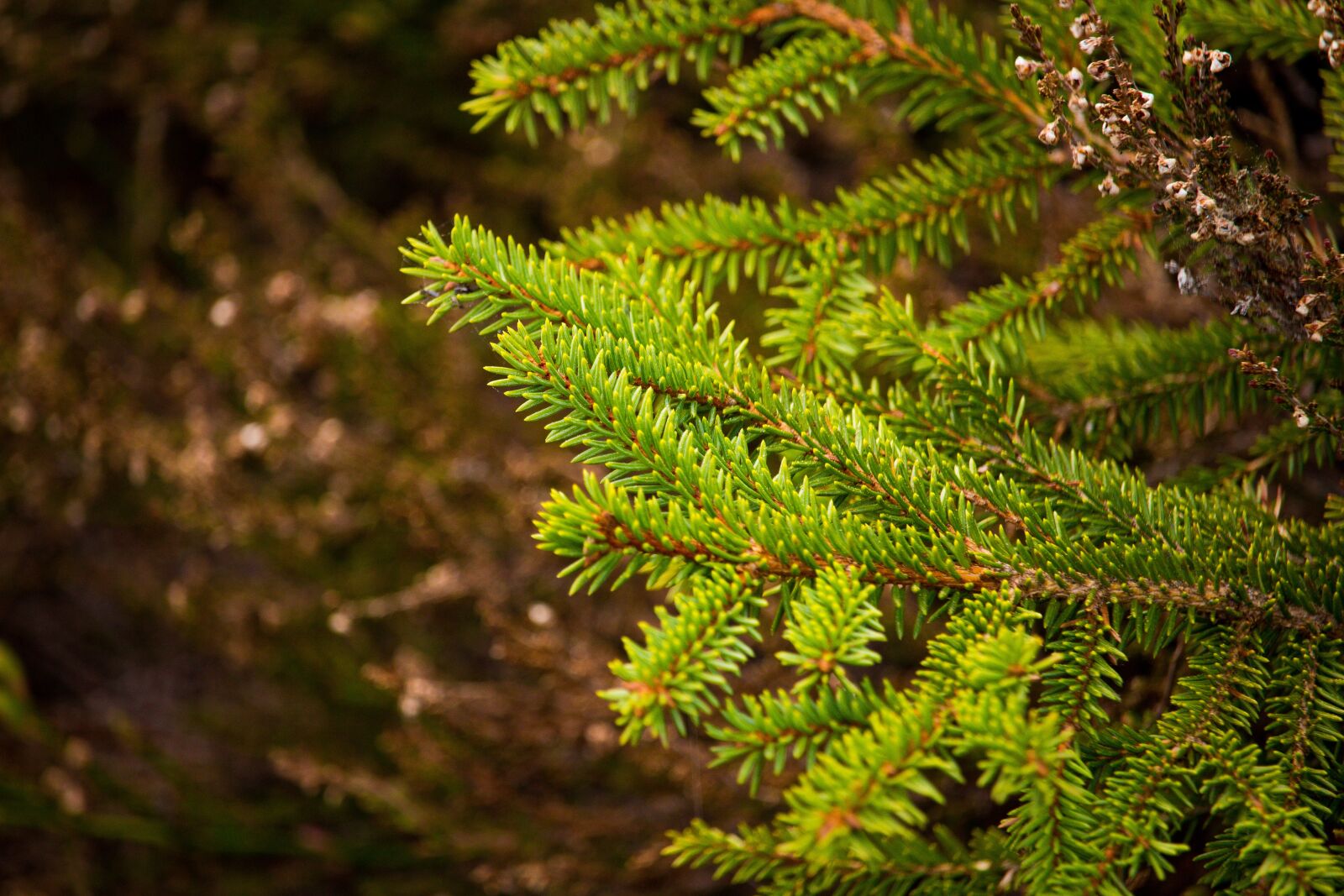Canon EOS 100D (EOS Rebel SL1 / EOS Kiss X7) sample photo. Wallpaper, nature, landscape photography