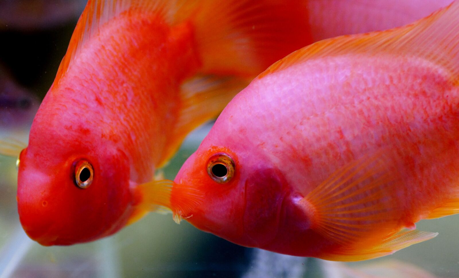 Sony SLT-A58 sample photo. Kančík, cichlida, aquarium photography