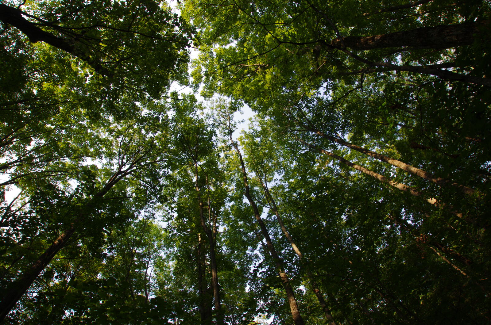 Sigma 10-20mm F3.5 EX DC HSM sample photo. Forest photography
