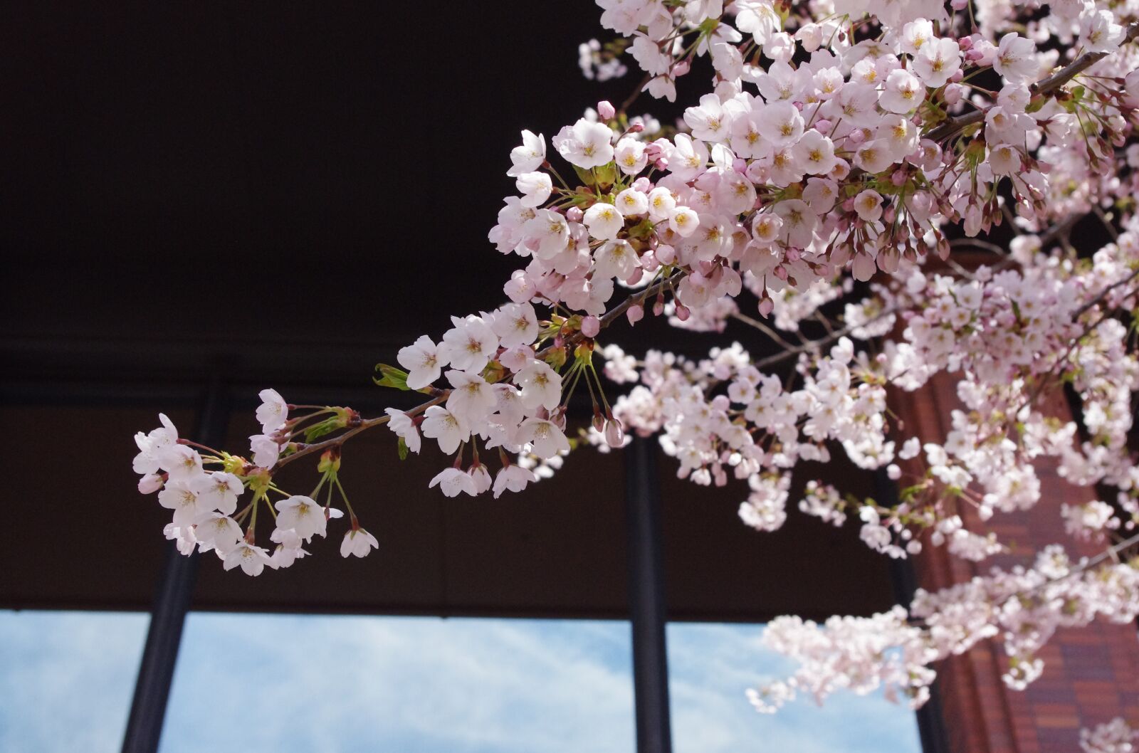 Pentax K-r sample photo. Sakura, pink, flower photography