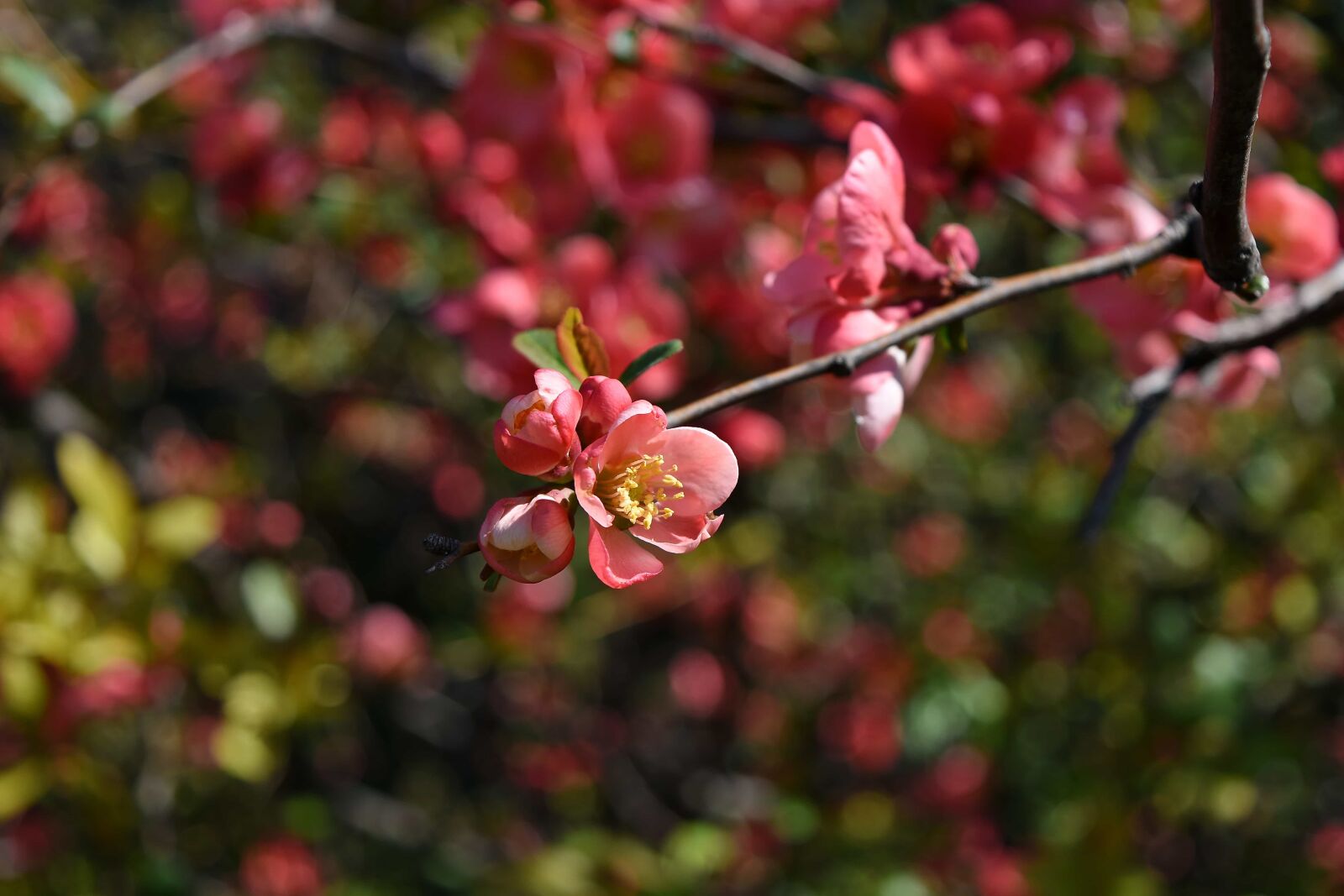 Nikon D5500 sample photo. Plant, shrub, garden, flora photography