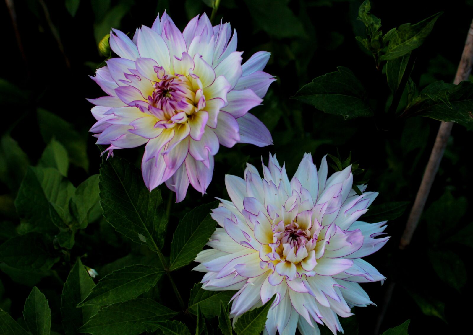 Canon EOS 600D (Rebel EOS T3i / EOS Kiss X5) sample photo. Dahlias, flowers, garden photography