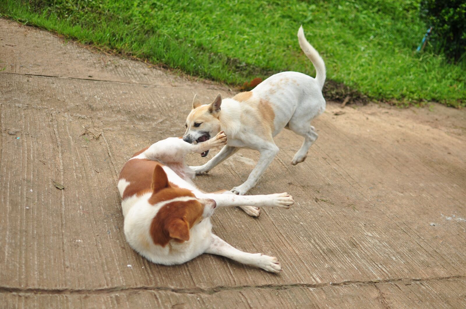 Nikon D90 sample photo. Dog, play, animals photography