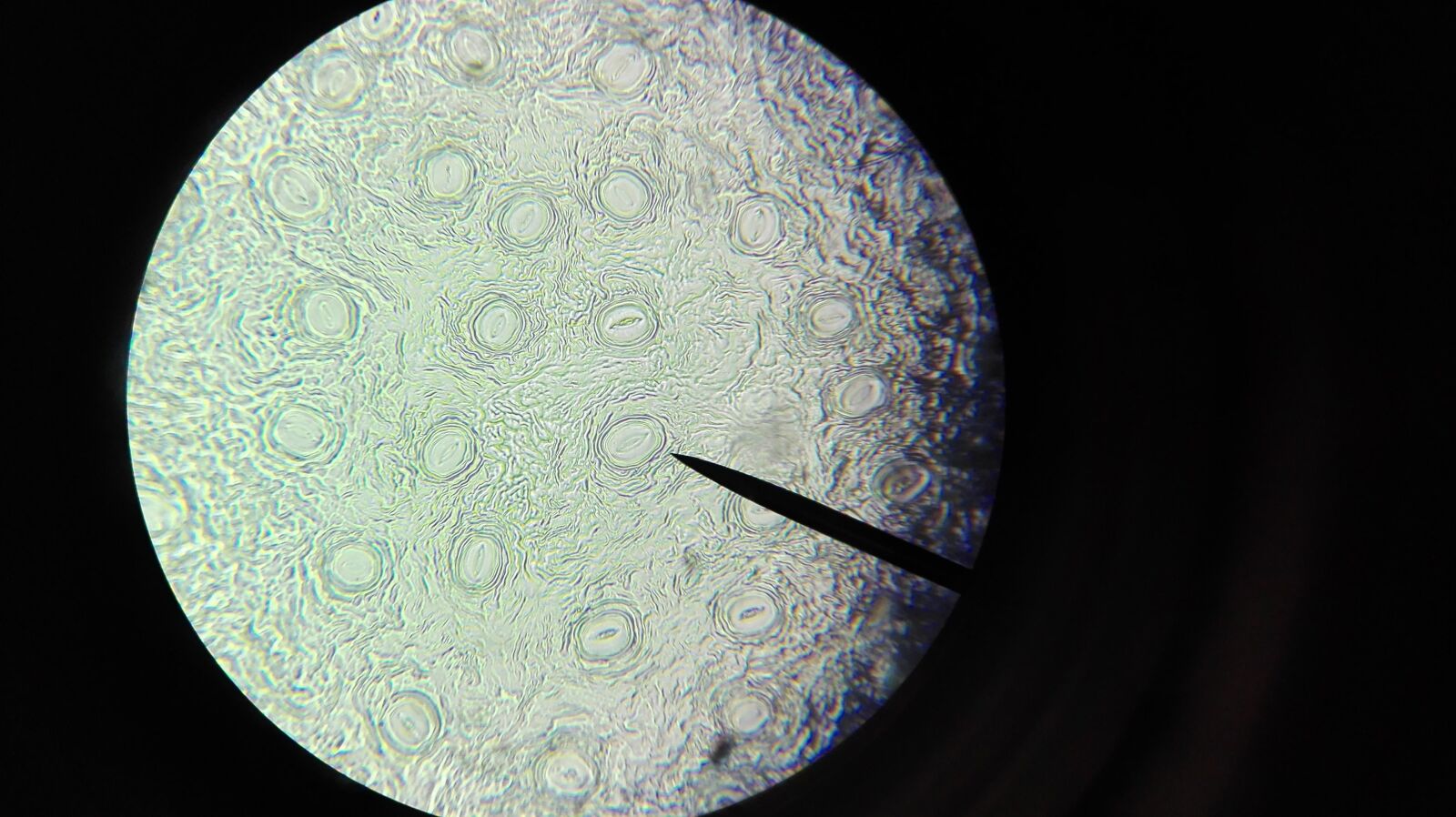 HUAWEI P8 Lite sample photo. Microscope, cell, examine photography