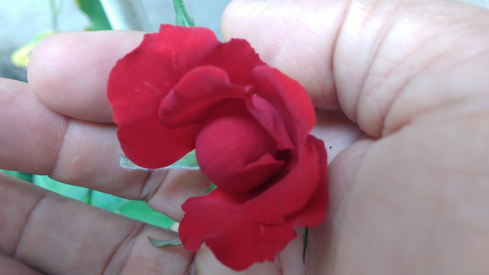 Motorola MotoG3 sample photo. Bud, rosa, red photography