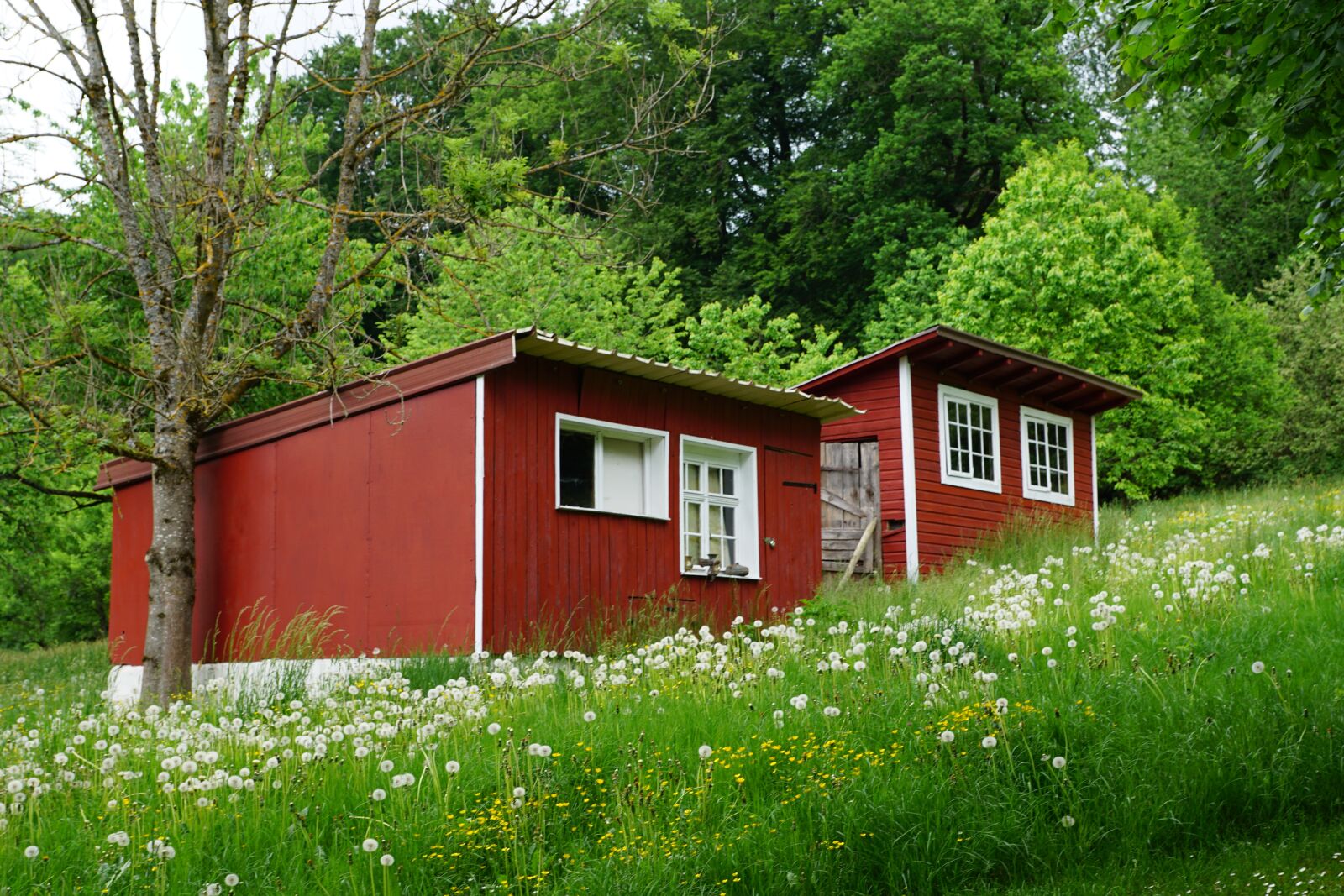Sony ILCA-77M2 + Sony DT 16-50mm F2.8 SSM sample photo. Small, house, barn photography