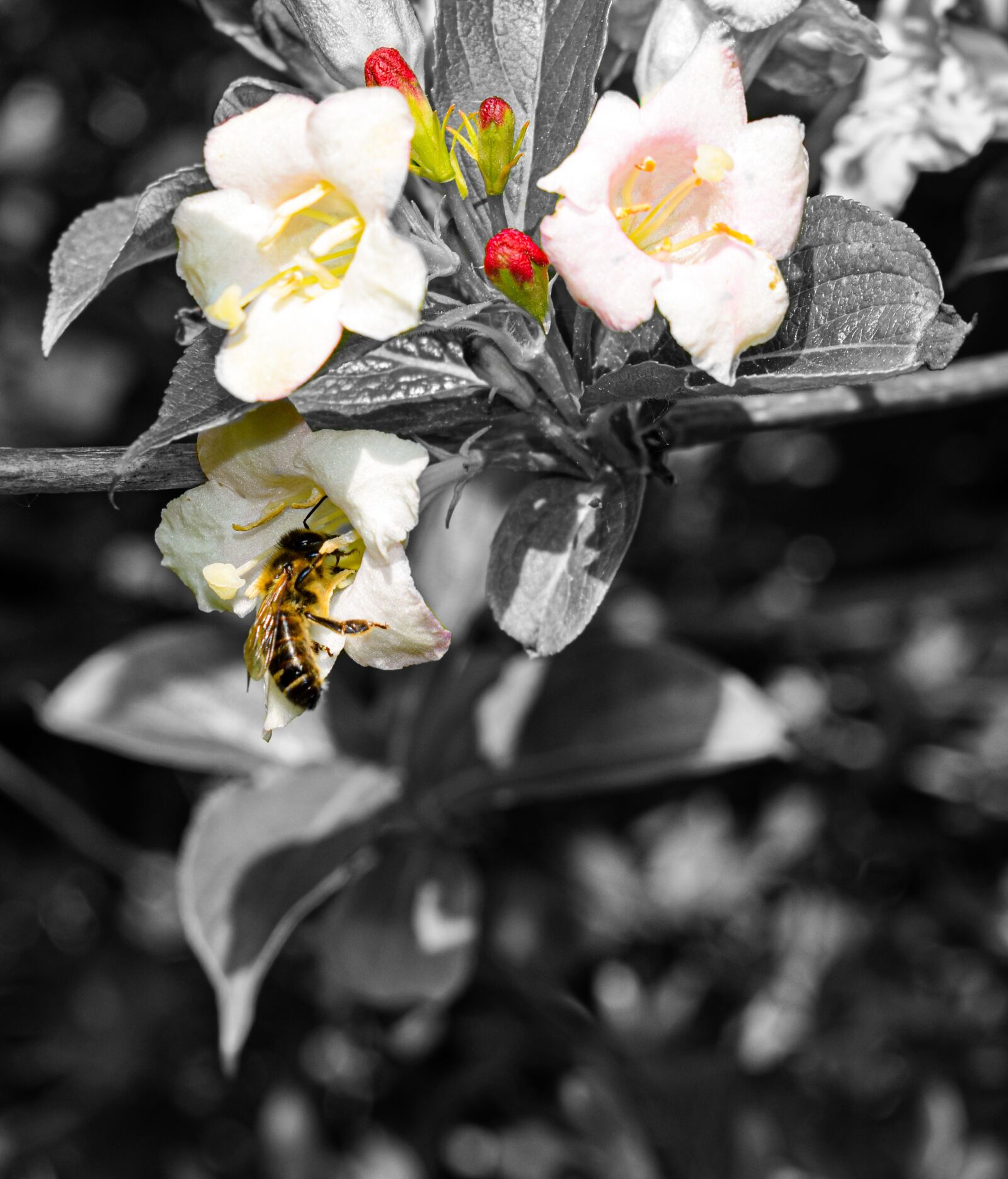 Nikon D3300 sample photo. Flowers, nature, spring photography