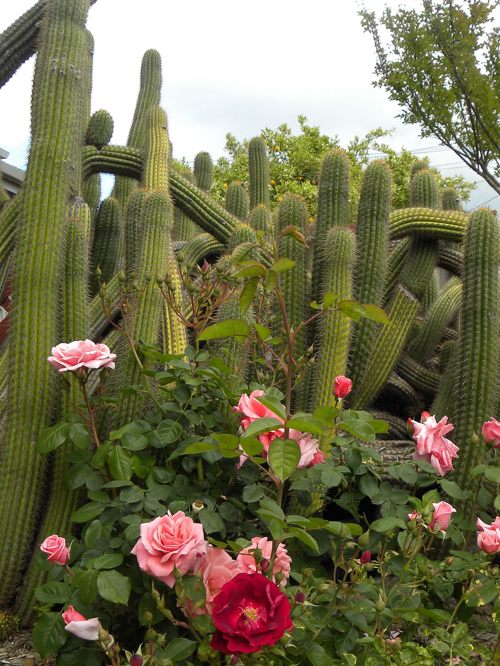 Nikon Coolpix P90 sample photo. Plant, mission, san photography