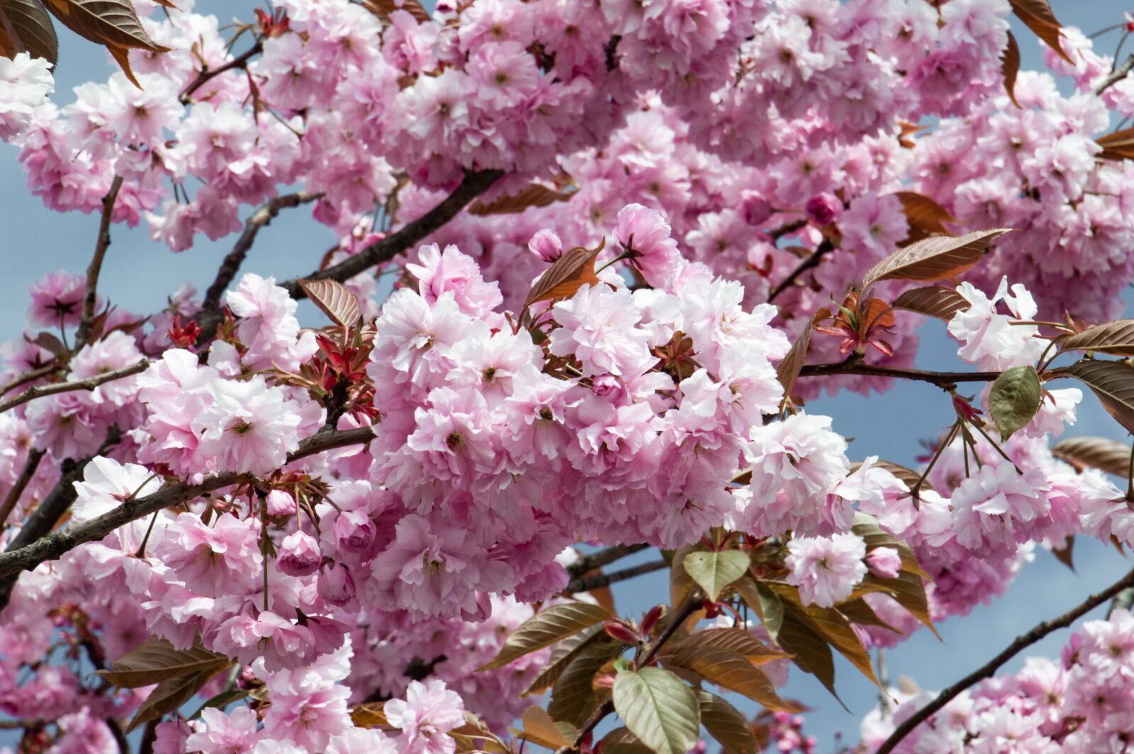 Nikon D3200 + Tamron 18-270mm F3.5-6.3 Di II VC PZD sample photo. Flower, tree blossom, cherry photography
