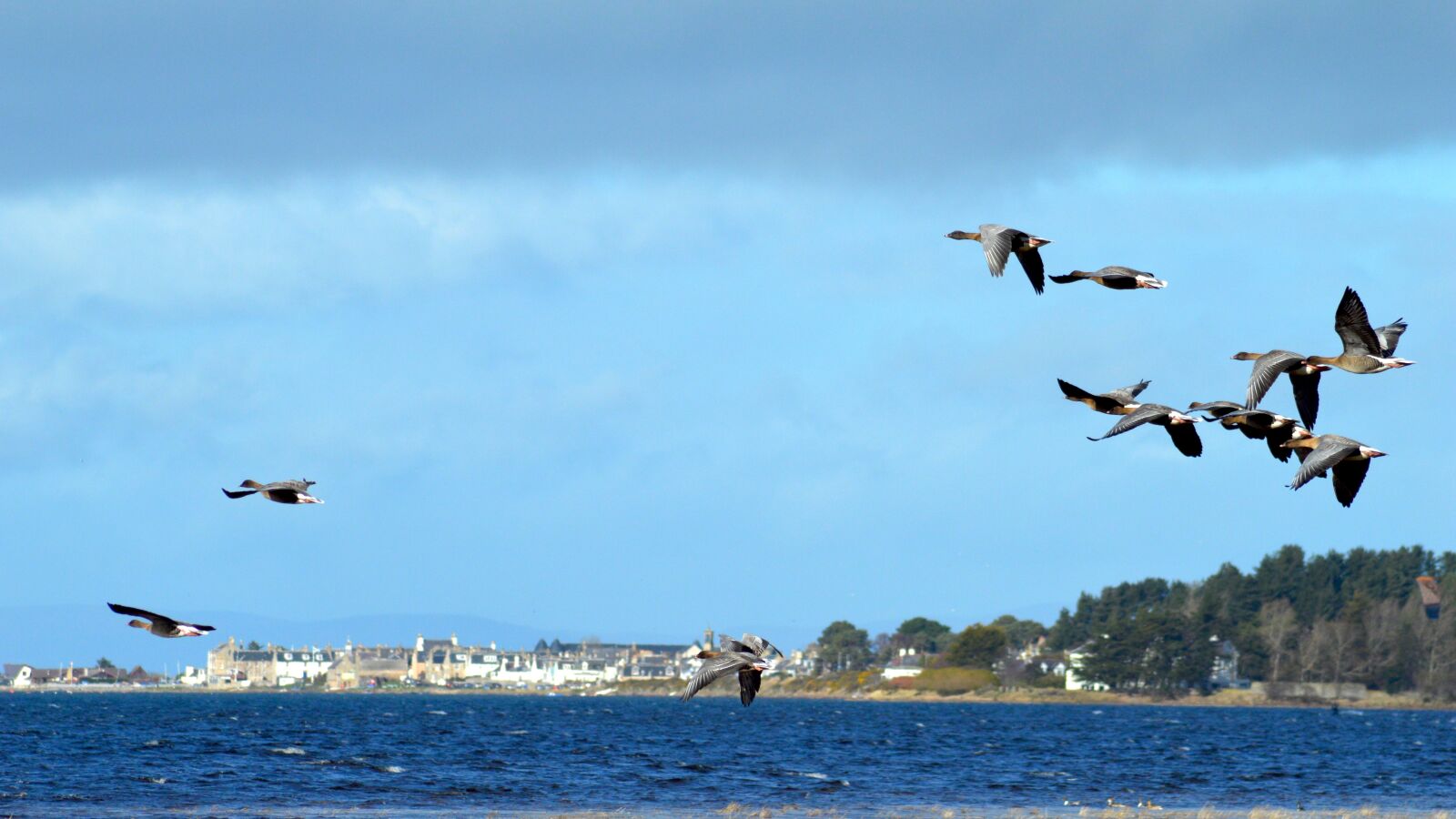 Nikon D3200 sample photo. Birds, geese, findhorn bay photography