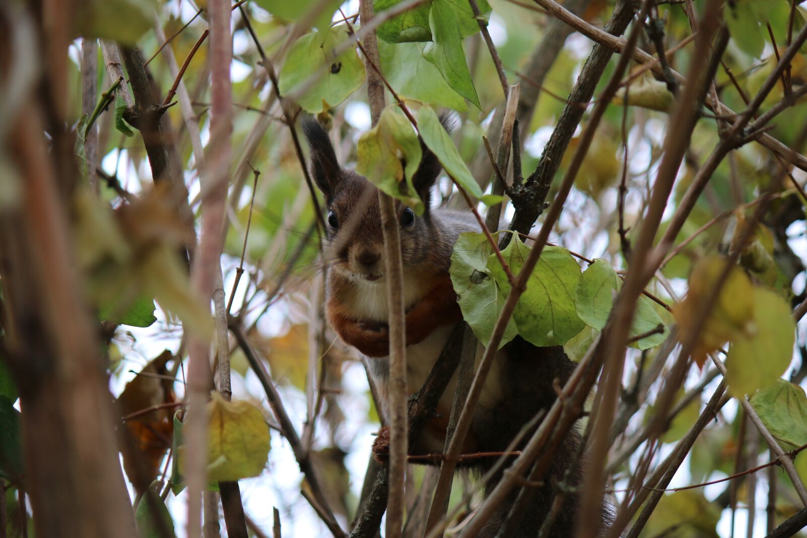 Canon EOS 70D + Canon EF-S 55-250mm F4-5.6 IS sample photo. Squirrel, bush, animal photography