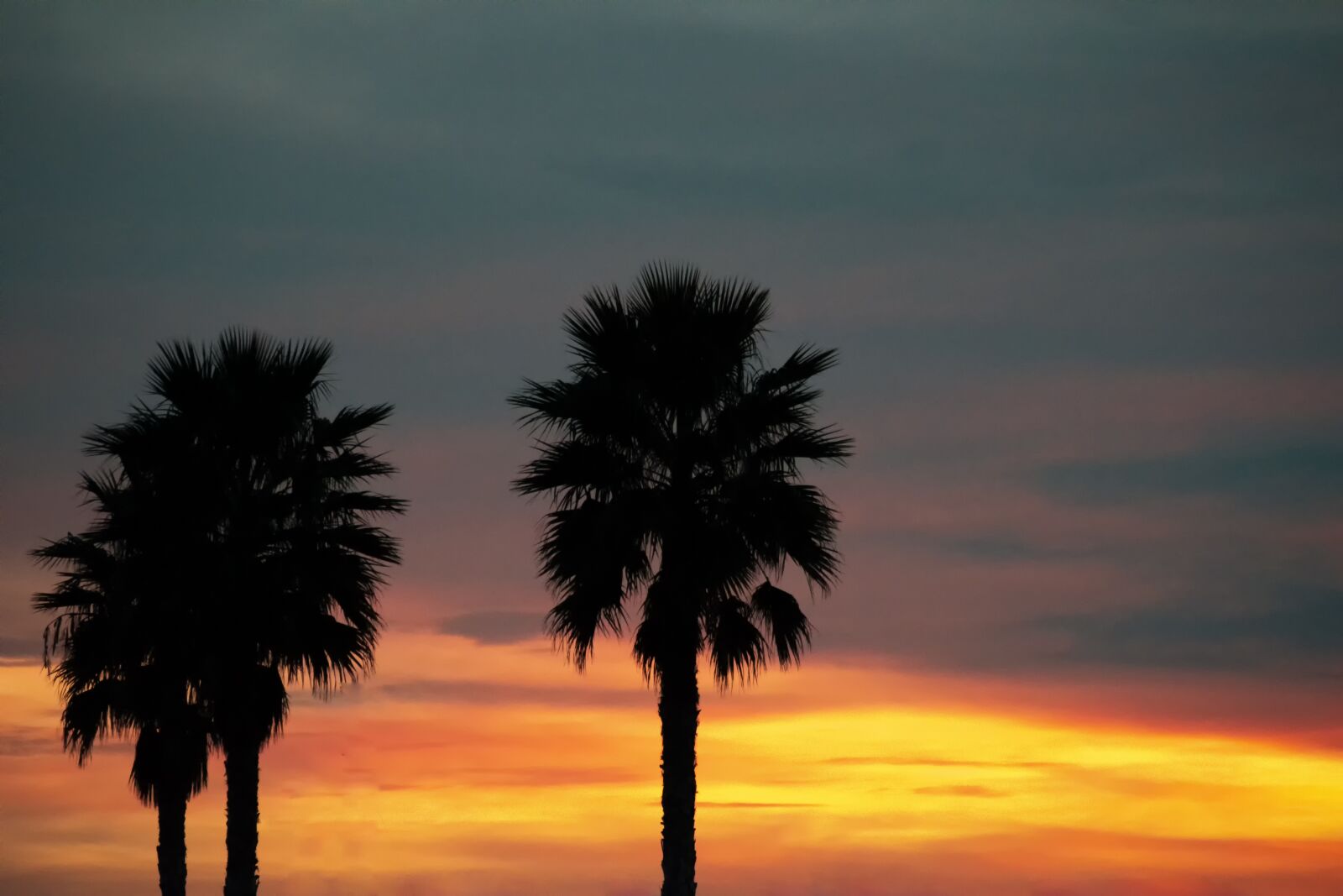 Nikon D3300 sample photo. Palms, dawn, sky photography