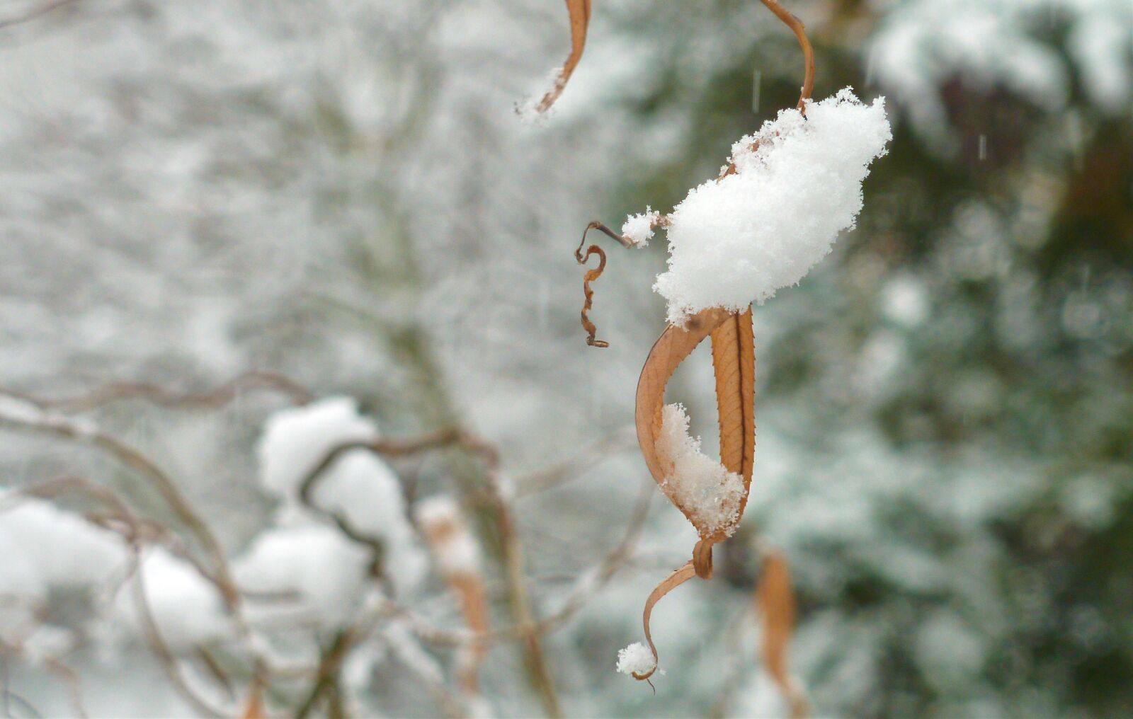 Panasonic DMC-TZ7 sample photo. Winter, snow, wintry photography