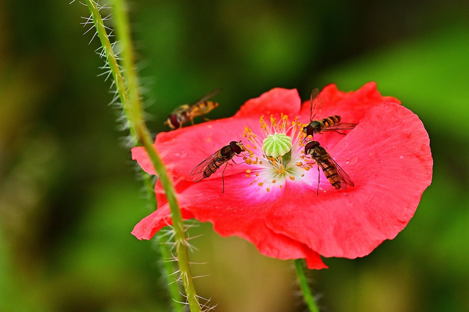 Nikon D5200 sample photo. Klatschmohn, hoverfly, nature photography