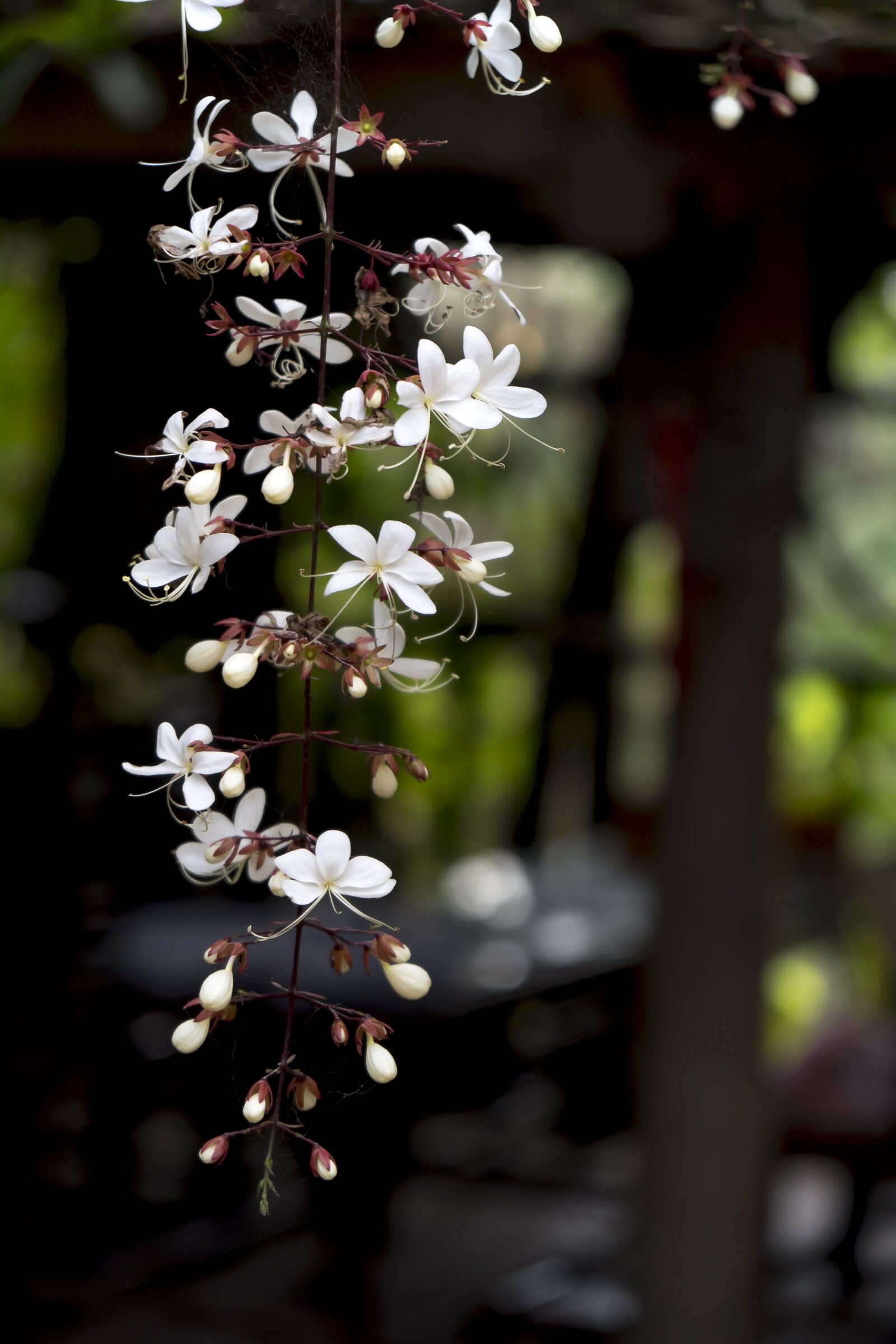 Sony a6500 + Sony Vario-Tessar T* E 16-70mm F4 ZA OSS sample photo. D minh chau, page photography