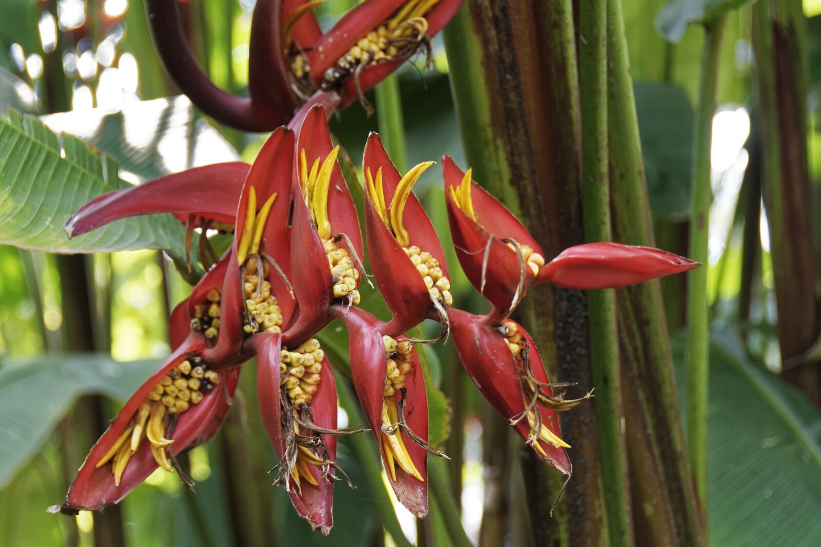 Nikon D500 sample photo. Colombia, tropics, plant photography