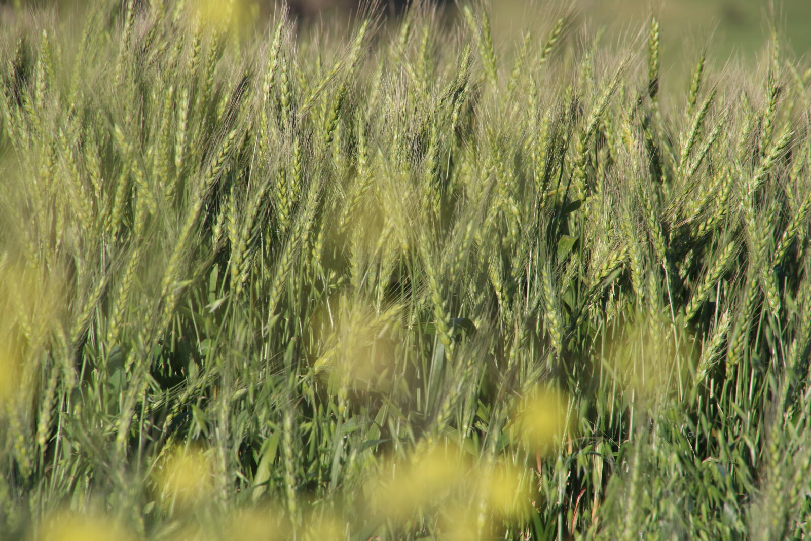 Canon EOS 7D Mark II sample photo. Agriculture, barley, barley, farm photography