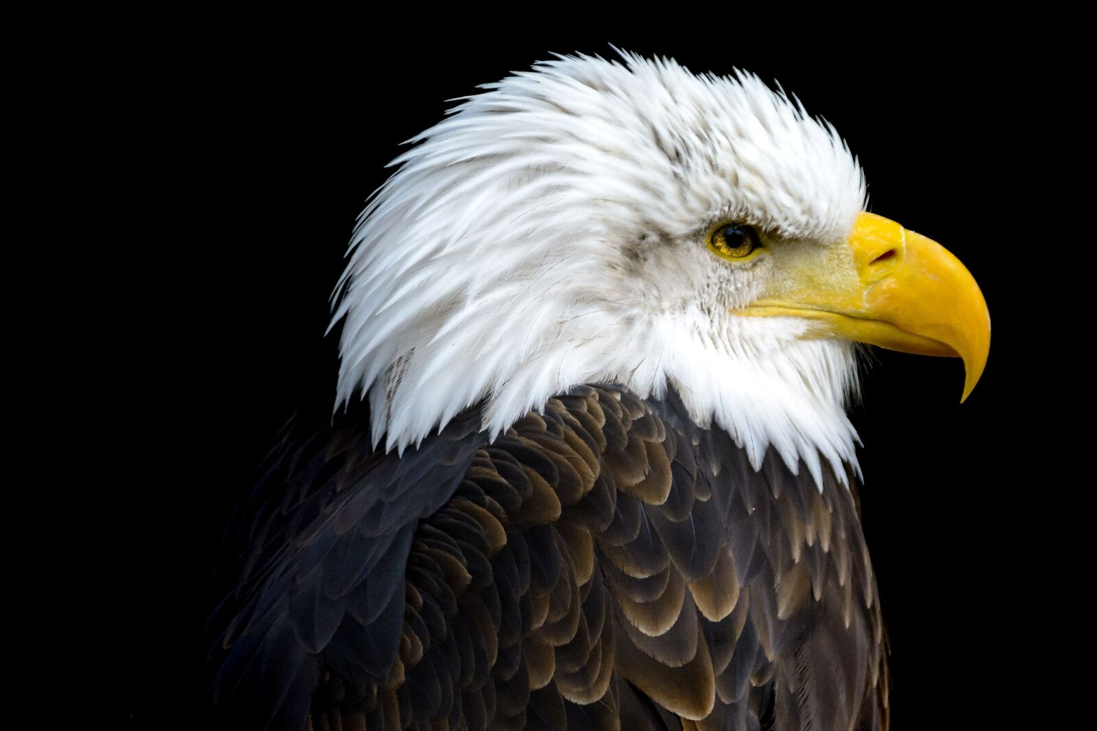 Nikon D7100 sample photo. Bald eagles, bald eagle photography