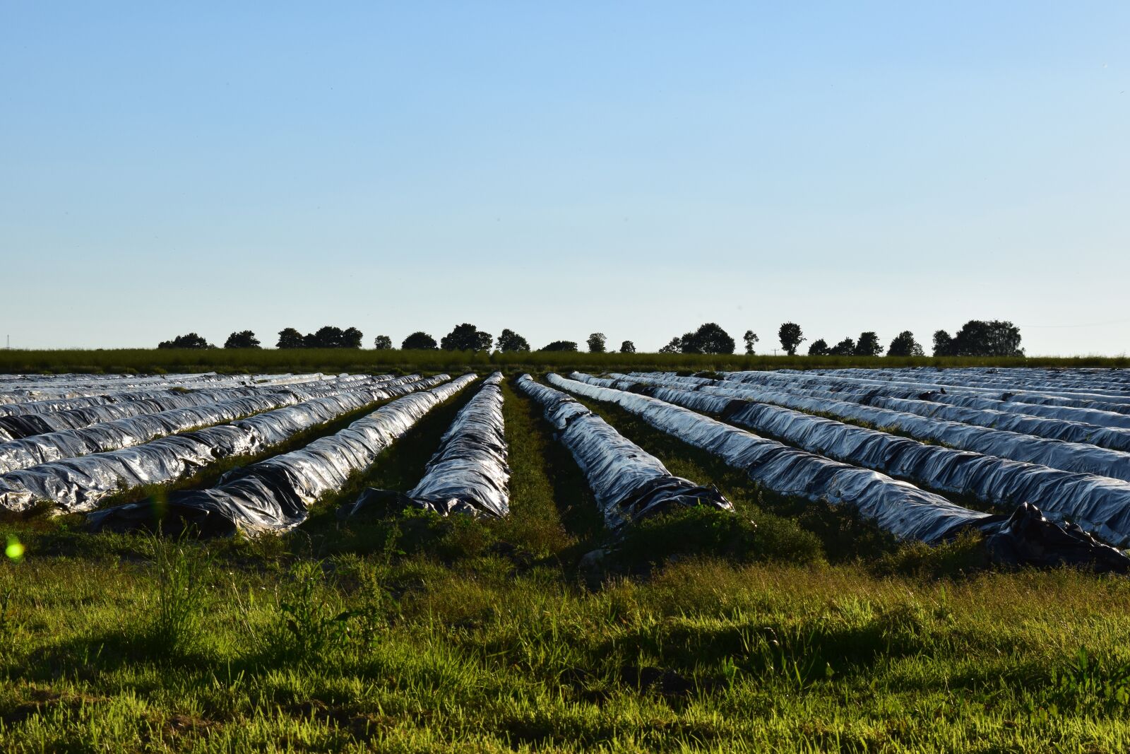 Nikon D3300 sample photo. Asparagus field, horizon, evening photography