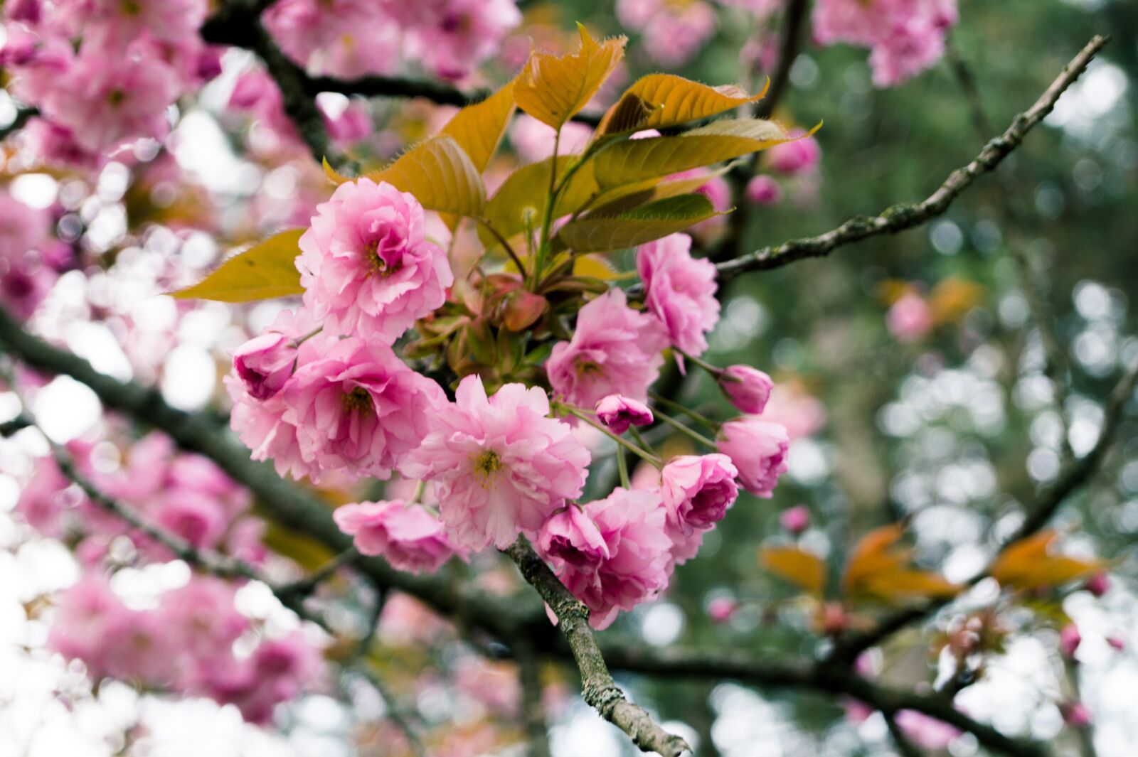 Sony DT 18-55mm F3.5-5.6 SAM II sample photo. Flowers, tree, spring photography